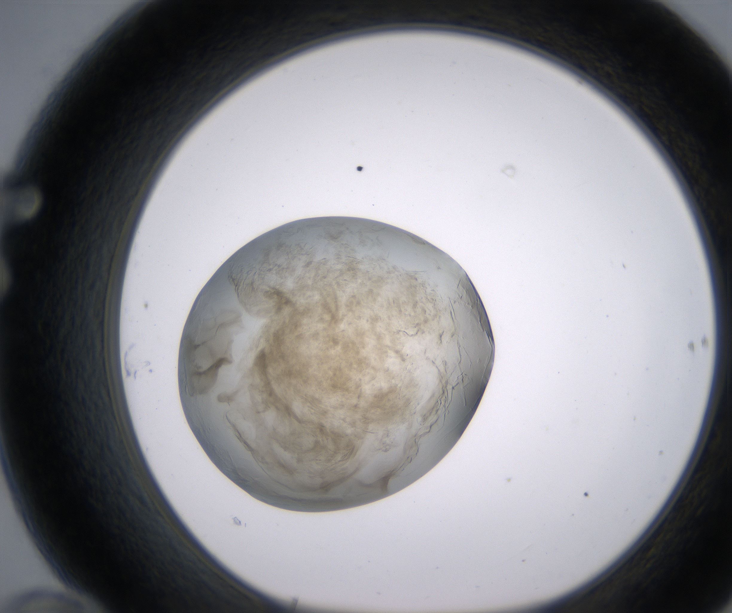 F10_HighResolution_Precipitate_1.jpg