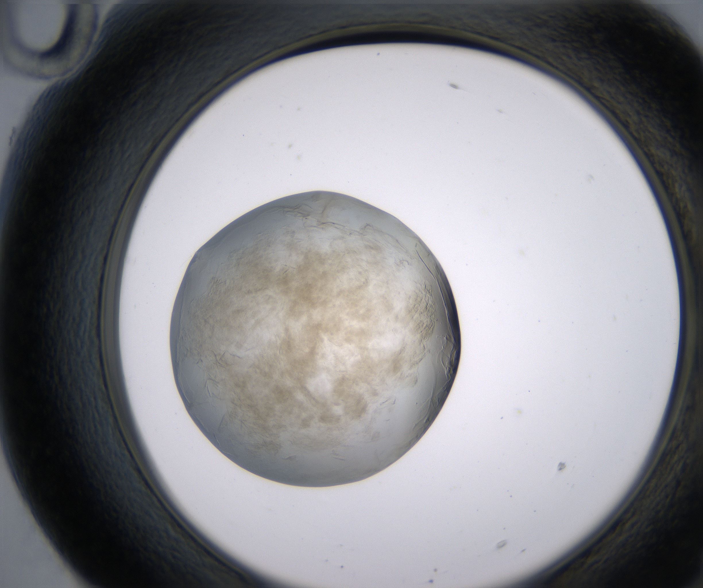 F10_HighResolution_Precipitate_2.jpg