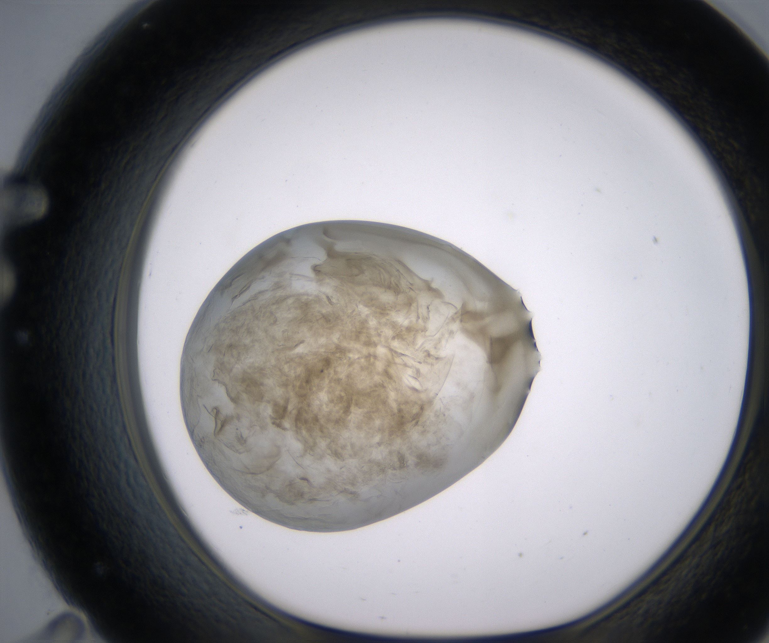F11_HighResolution_Precipitate_1.jpg