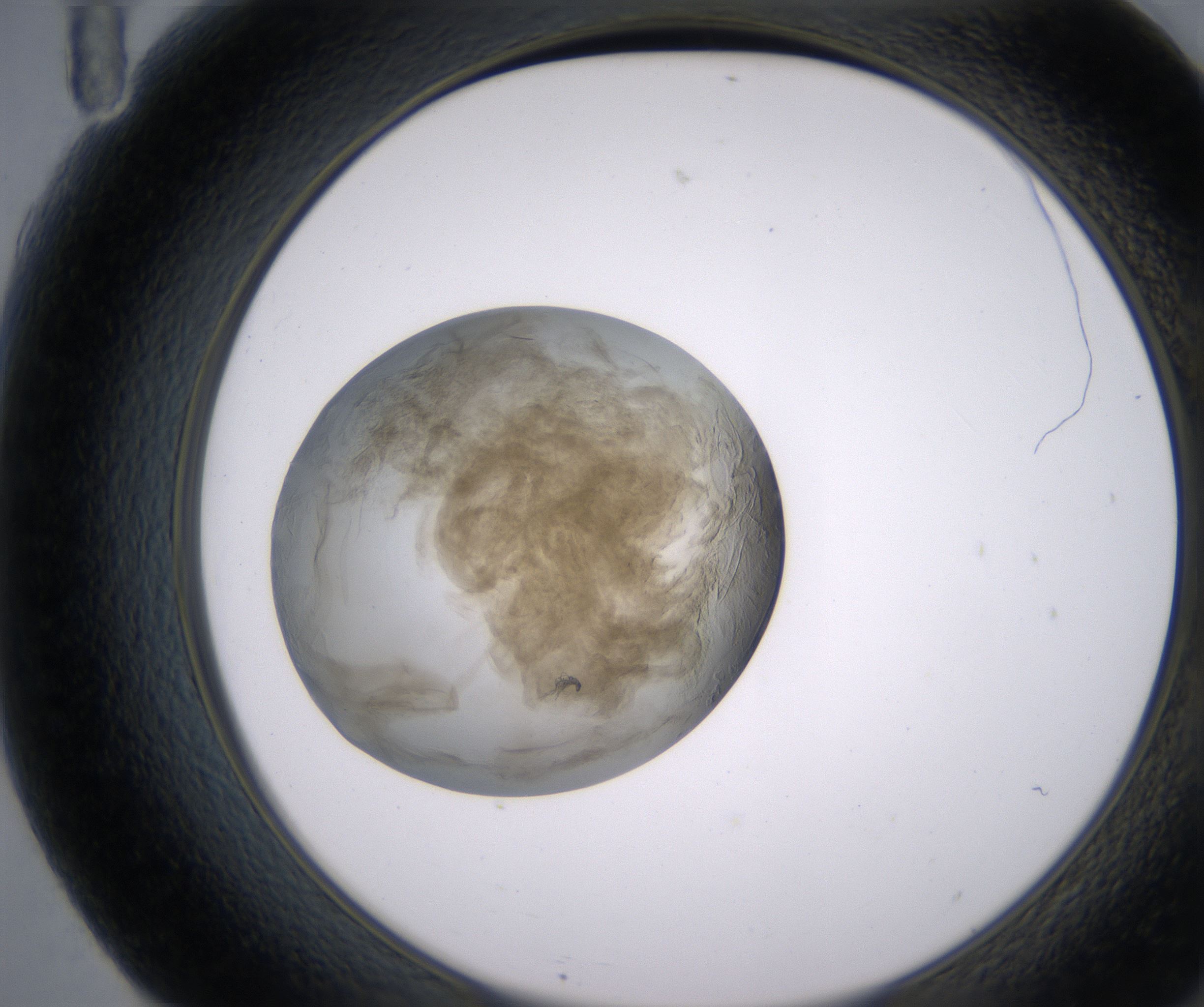 F11_HighResolution_Precipitate_2.jpg