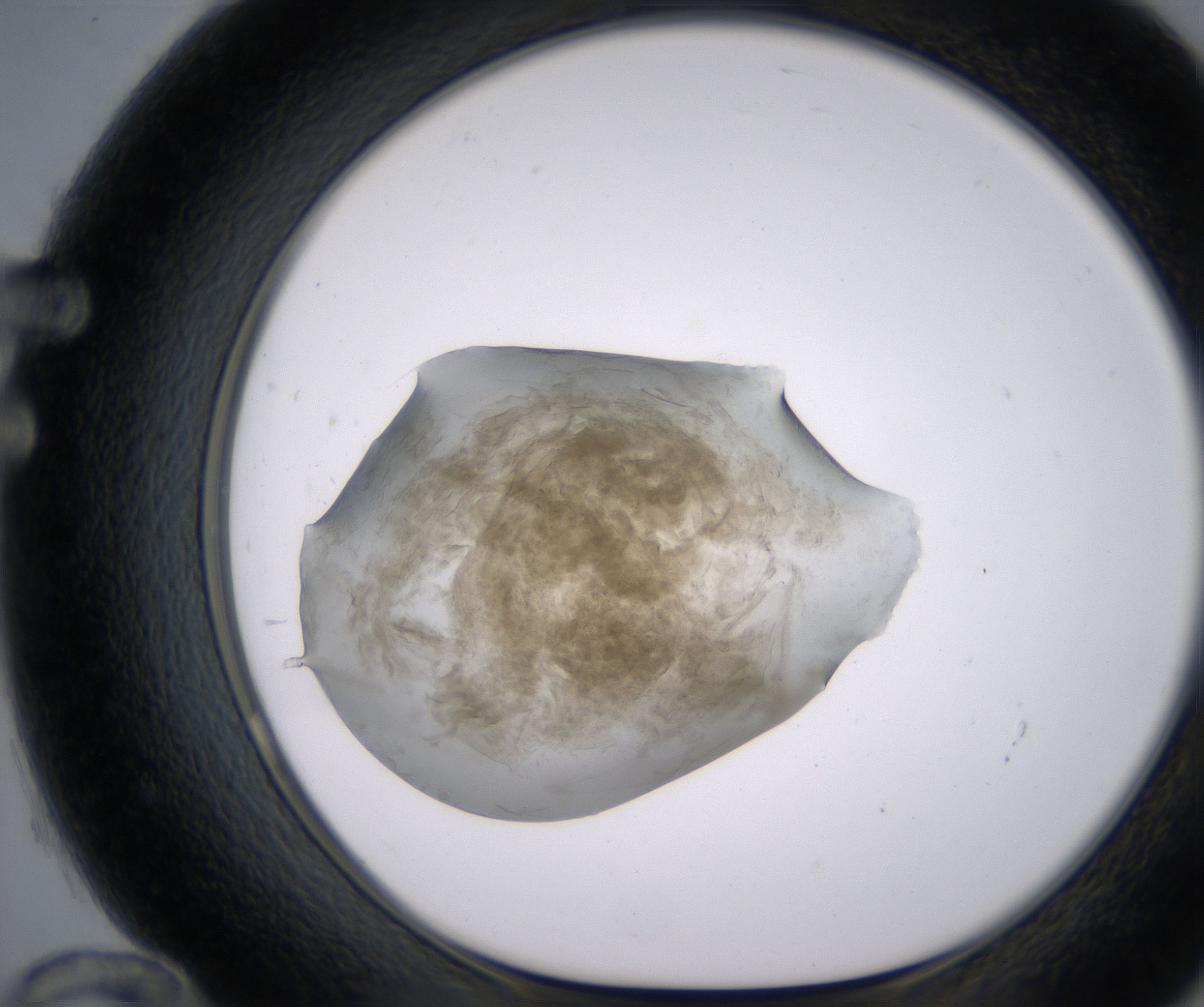 F12_HighResolution_Precipitate_1.jpg