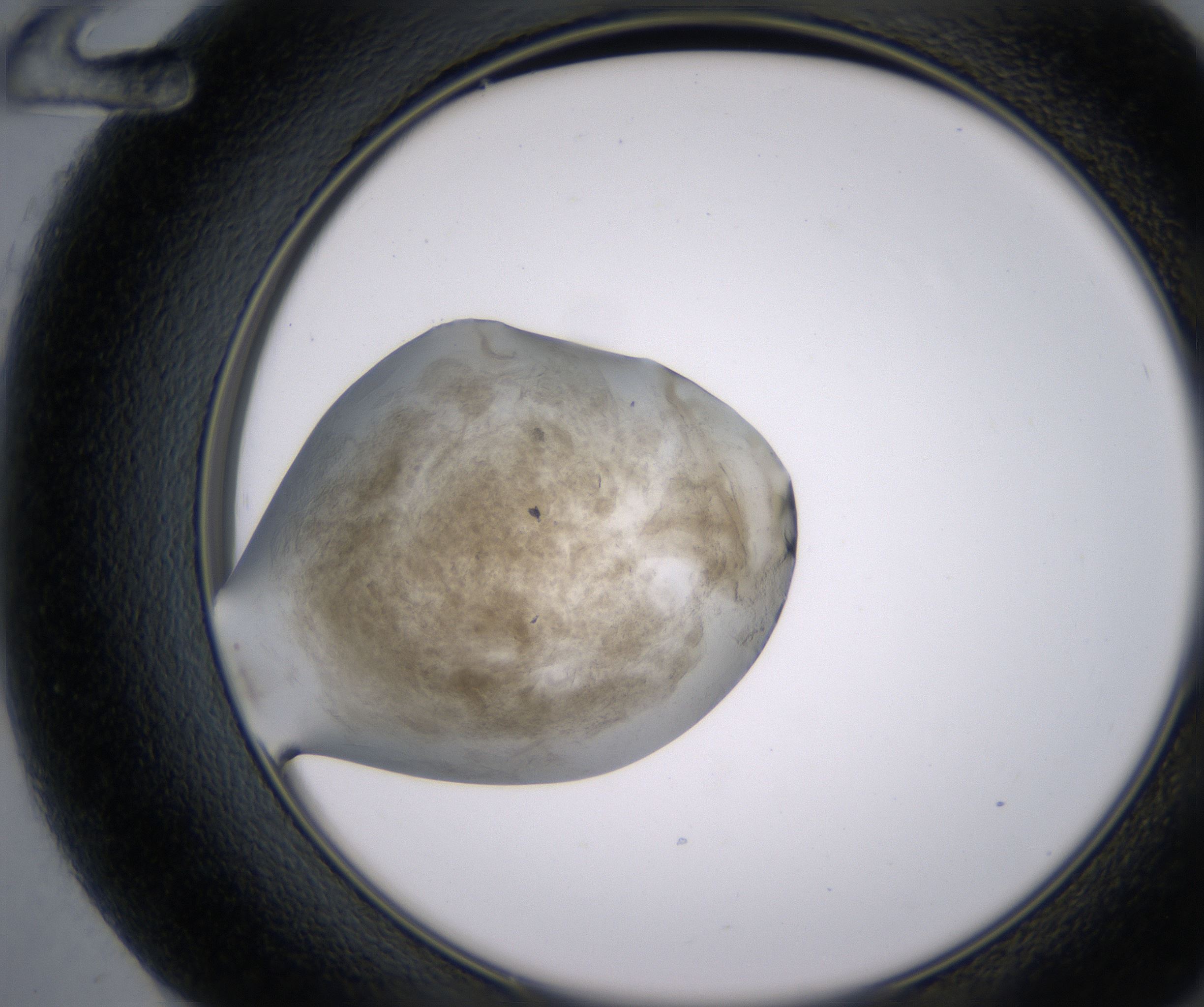 F12_HighResolution_Precipitate_2.jpg