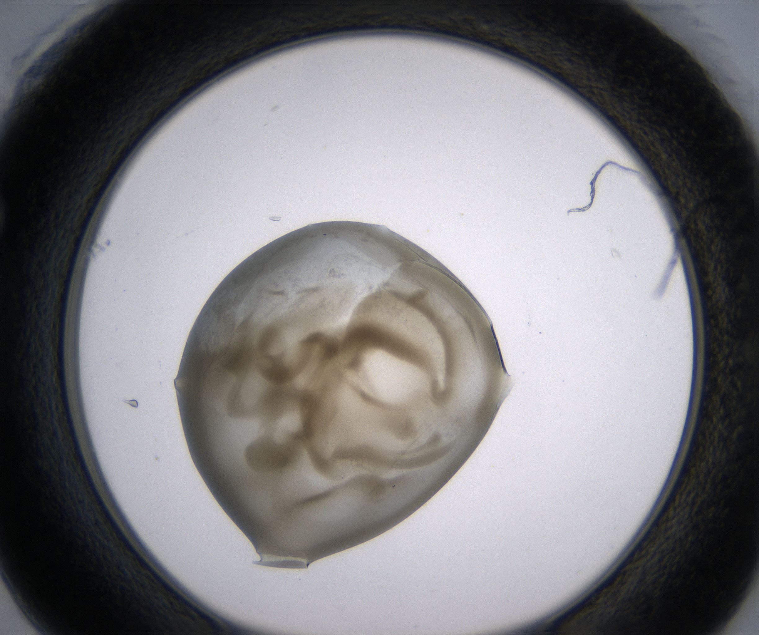 F1_HighResolution_Precipitate_1.jpg
