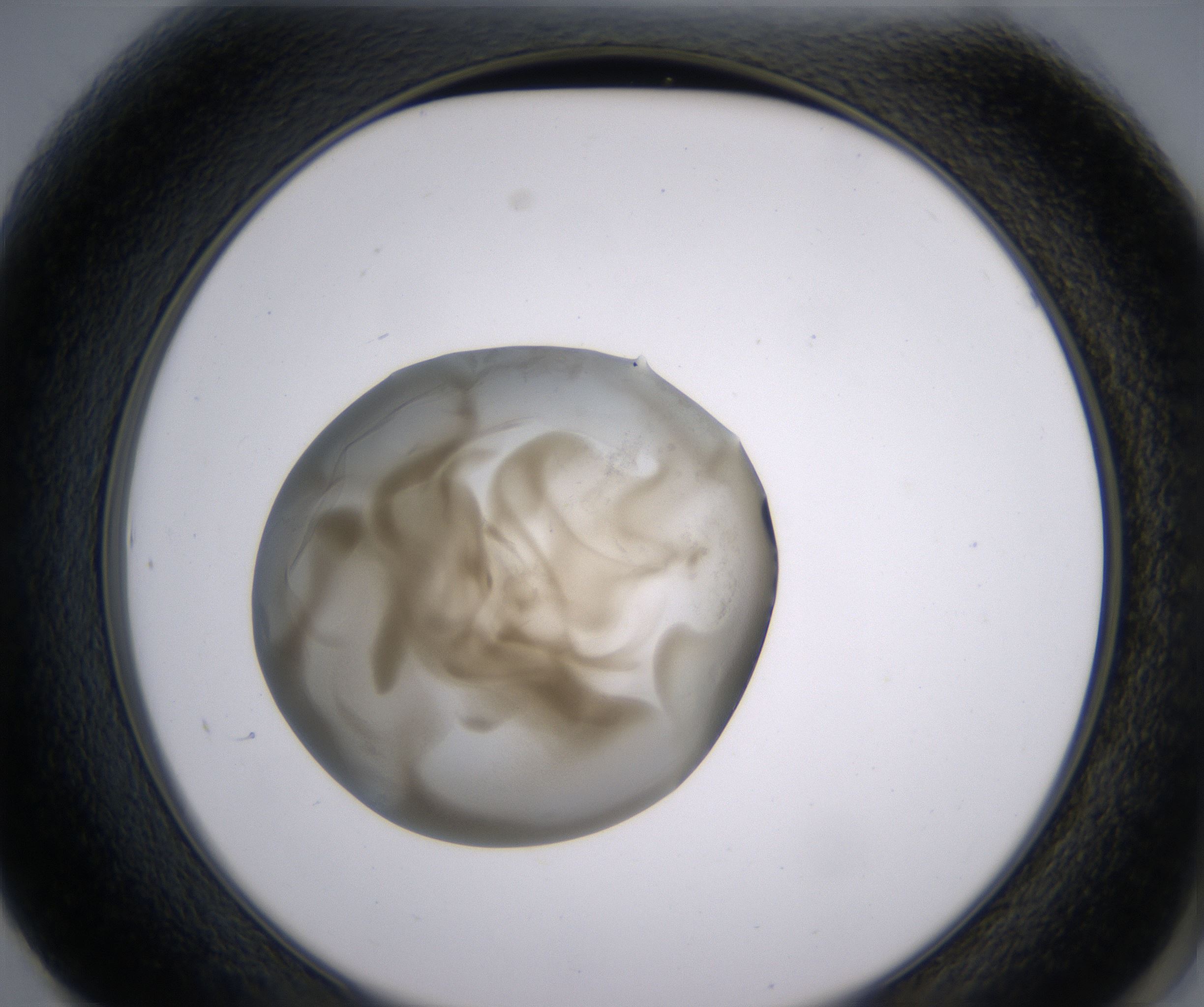 F1_HighResolution_Precipitate_2.jpg