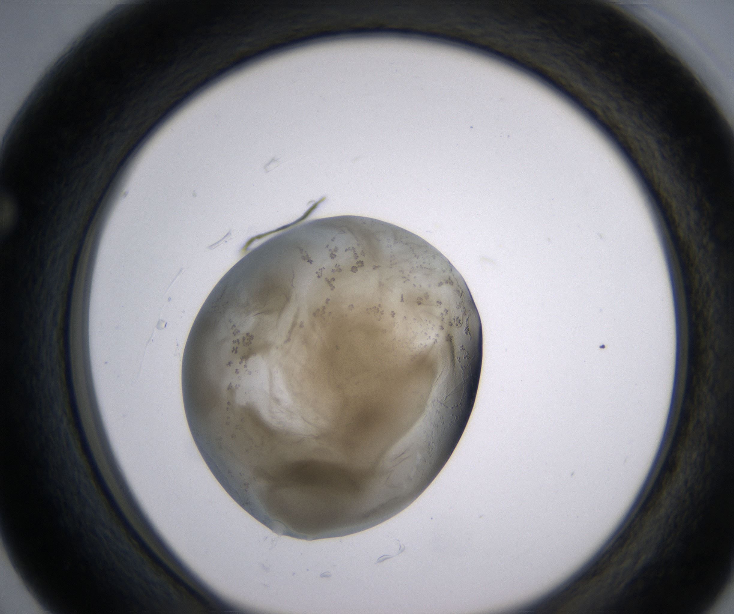 F3_HighResolution_Precipitate_1.jpg