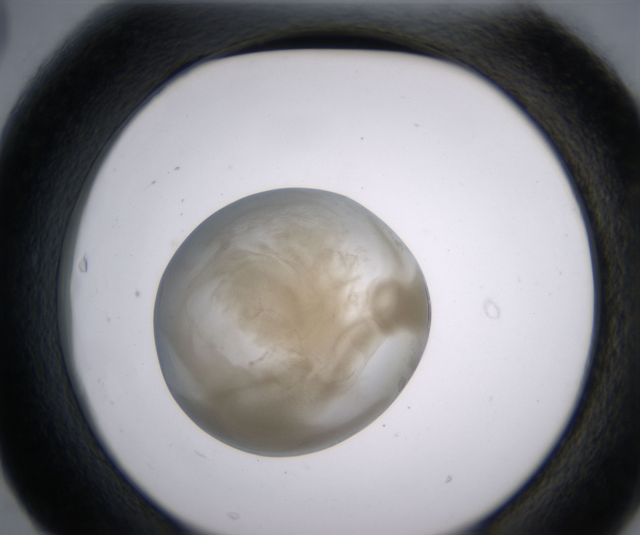 F3_HighResolution_Precipitate_2.jpg