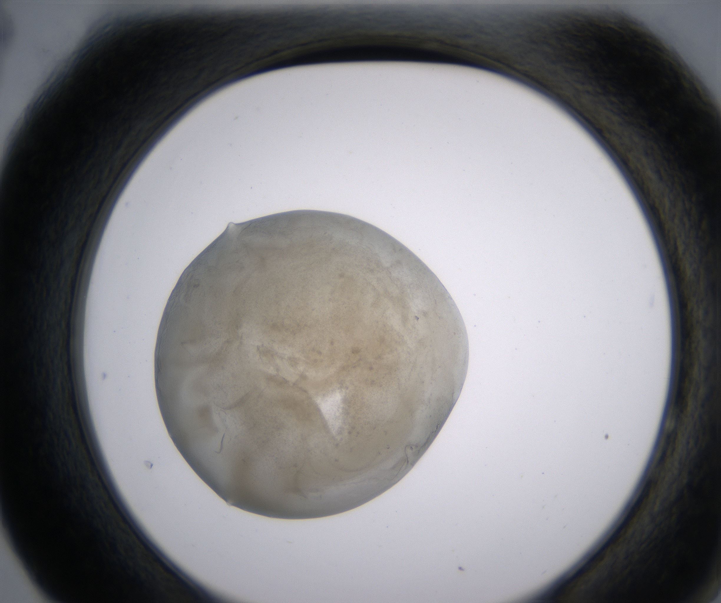 F4_HighResolution_Precipitate_2.jpg
