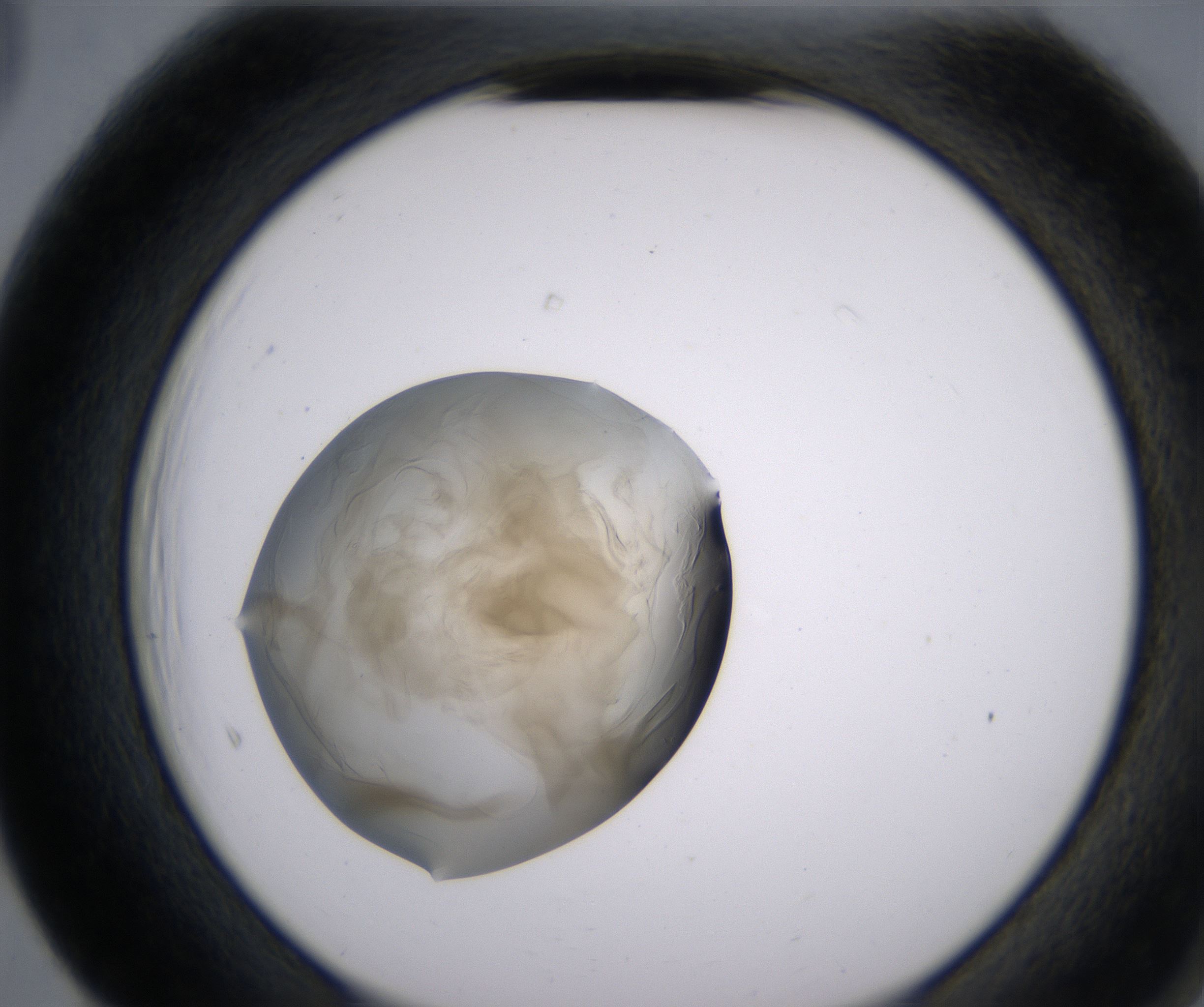 F5_HighResolution_Precipitate_2.jpg