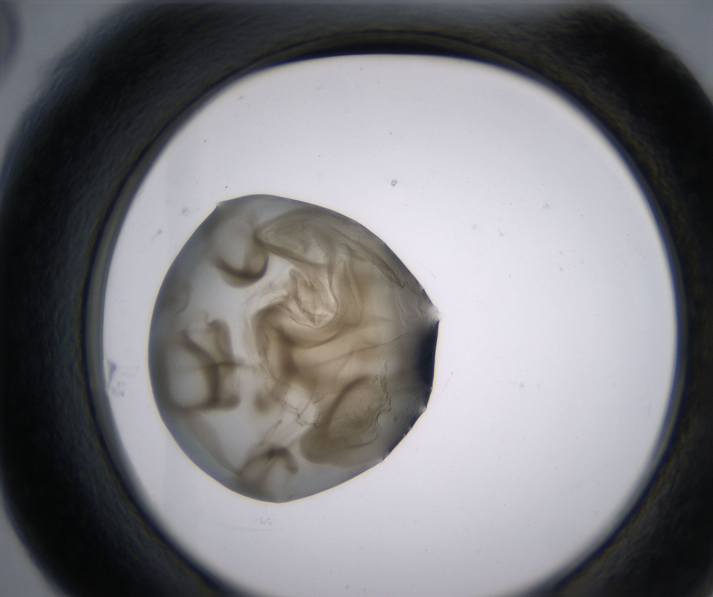 F6_HighResolution_Precipitate_2.jpg