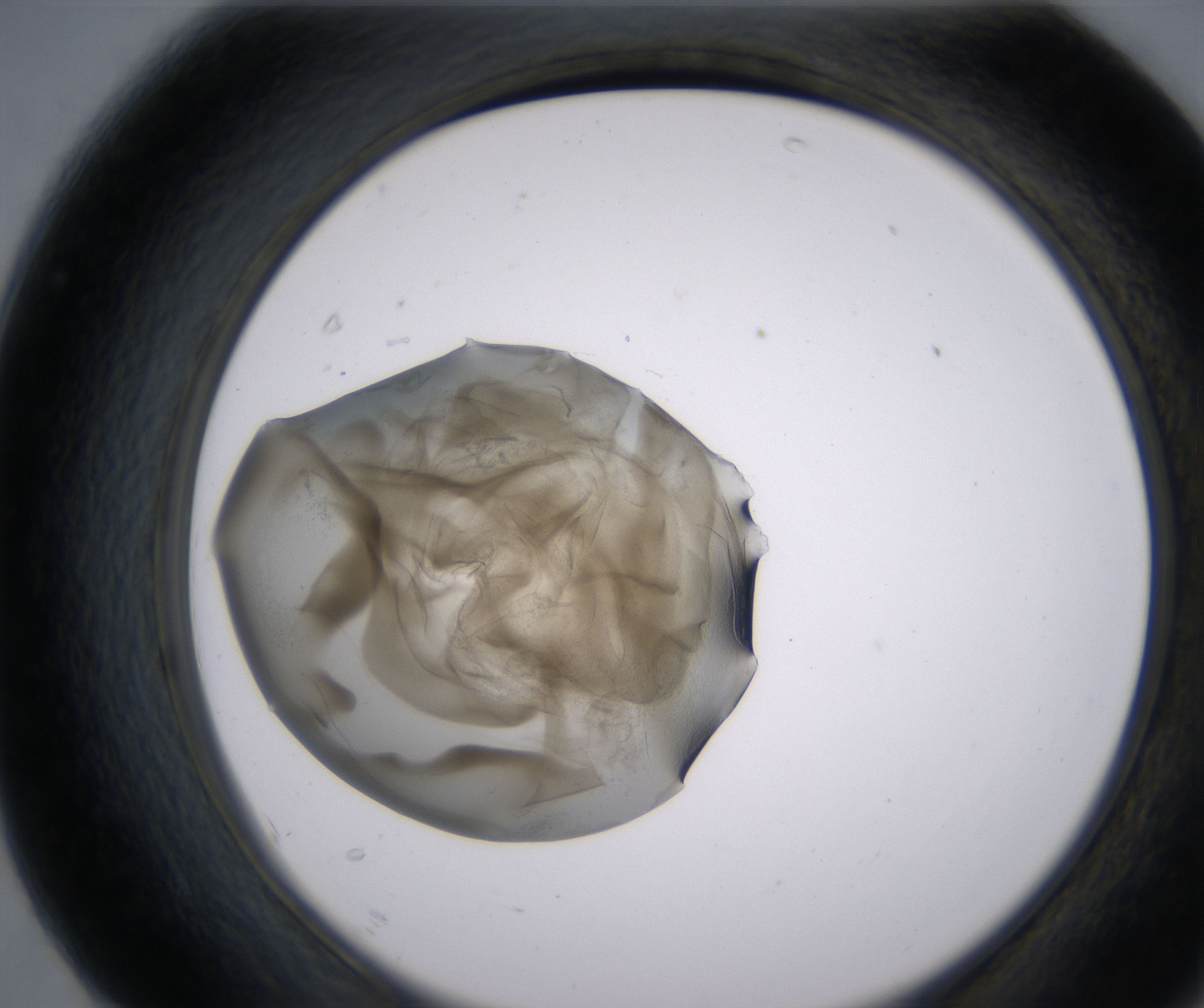 F7_HighResolution_Precipitate_2.jpg
