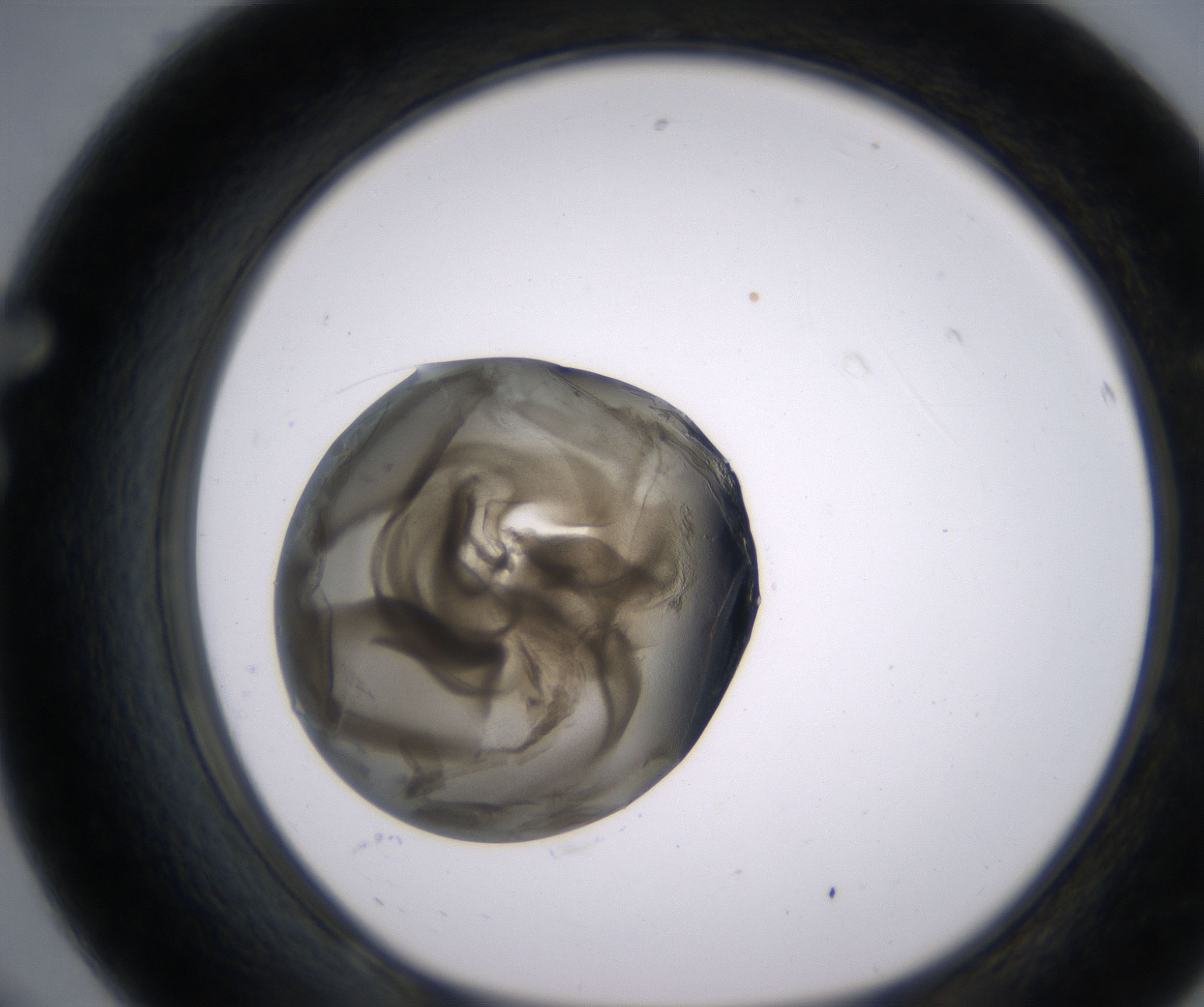 F8_HighResolution_Precipitate_1.jpg