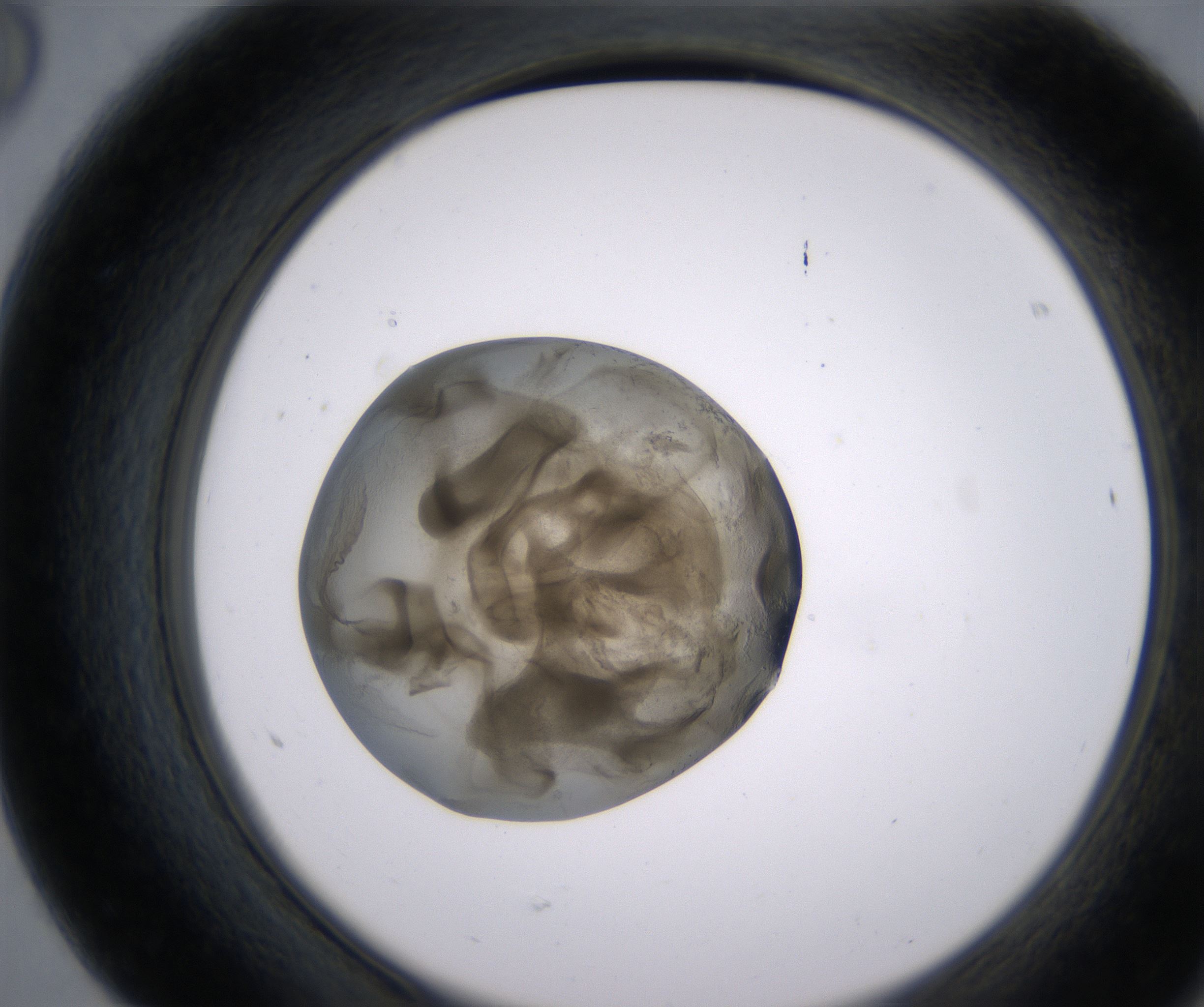 F8_HighResolution_Precipitate_2.jpg