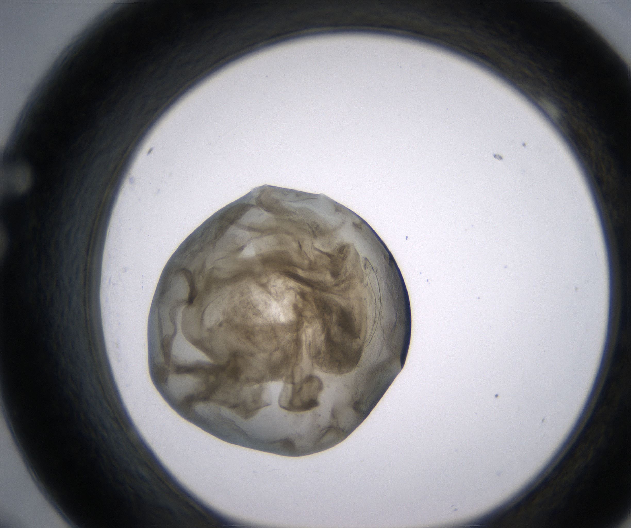 F9_HighResolution_Precipitate_1.jpg