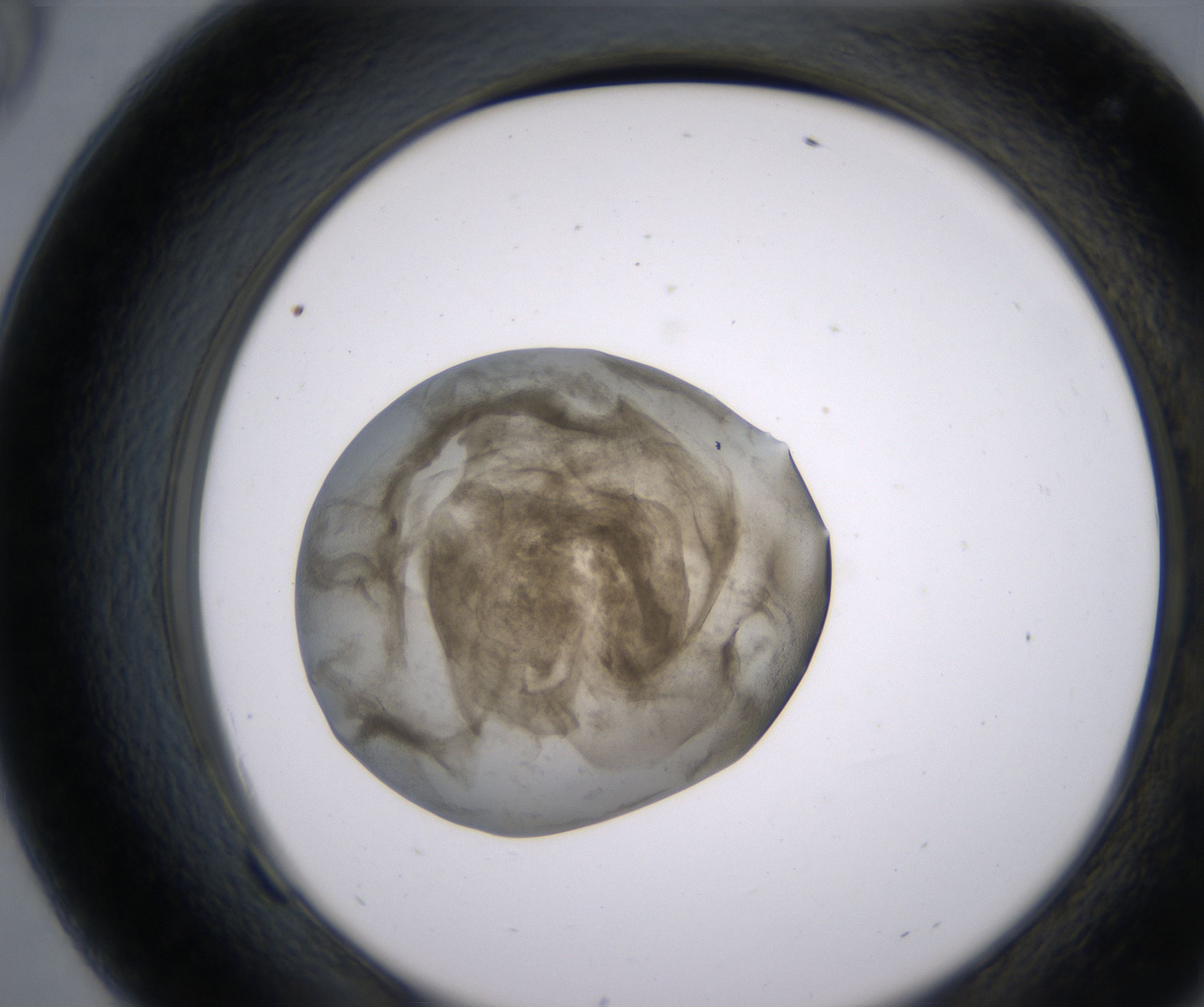 F9_HighResolution_Precipitate_2.jpg