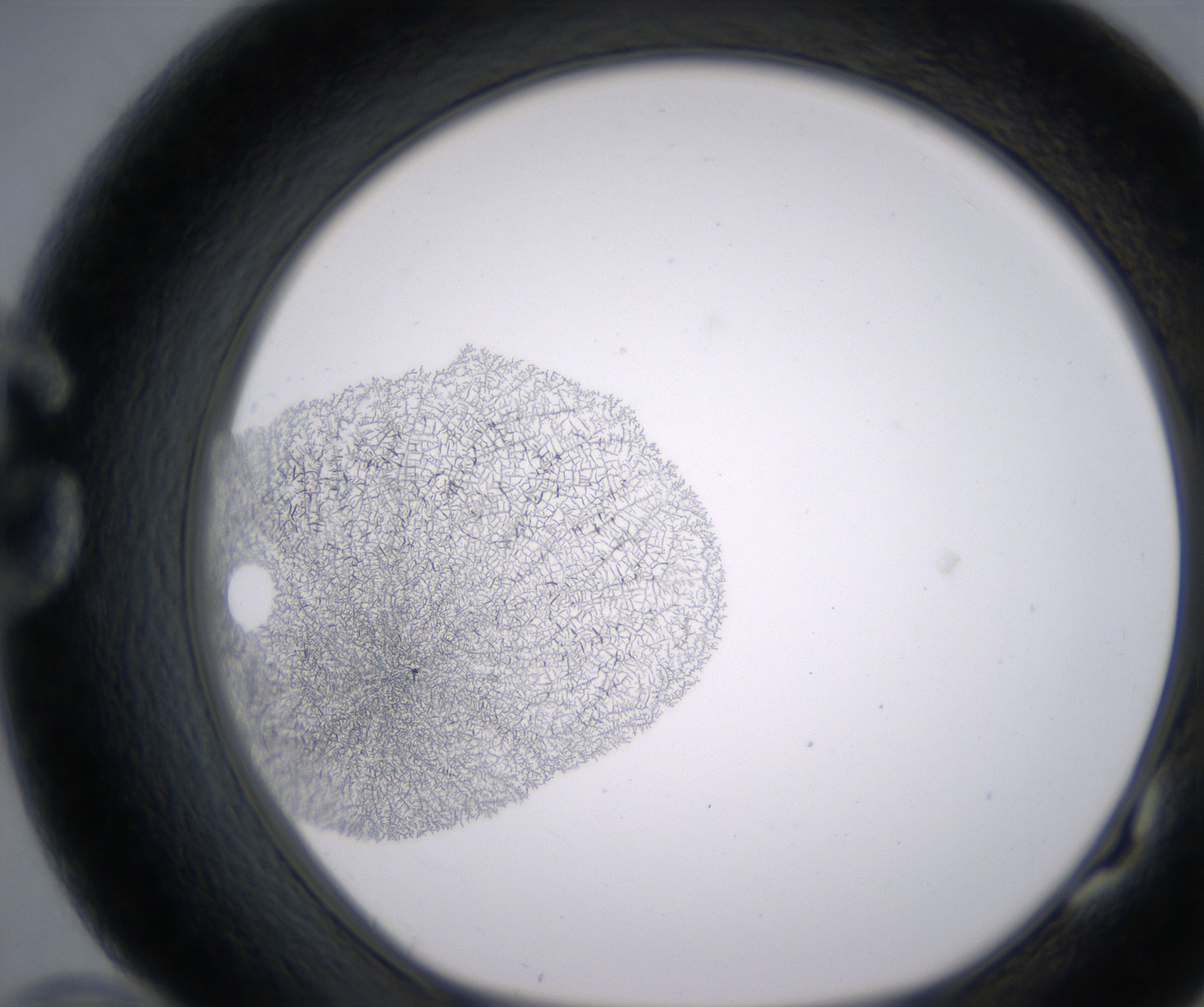 G10_HighResolution_Precipitate_1.jpg