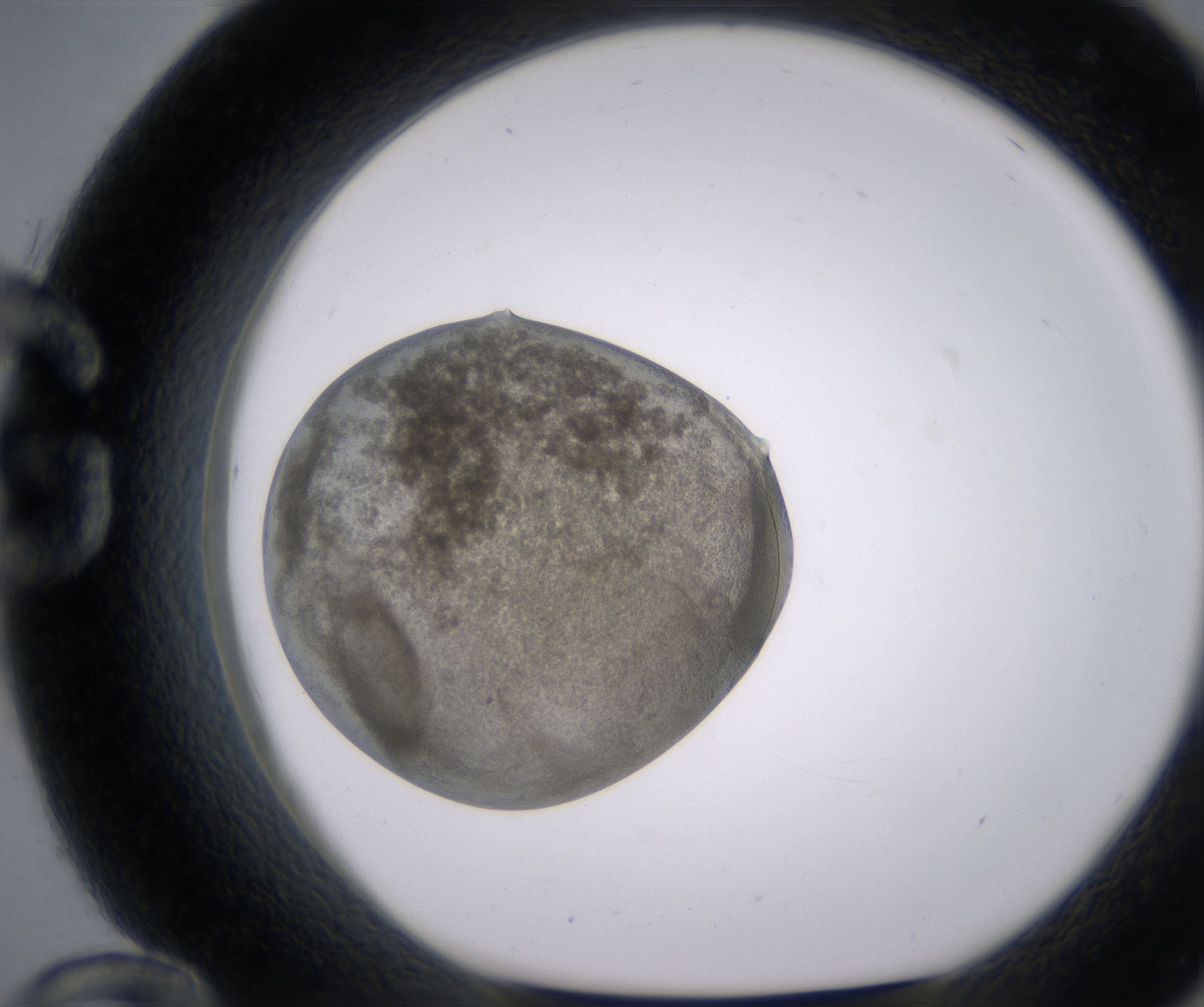 G12_HighResolution_Precipitate_1.jpg
