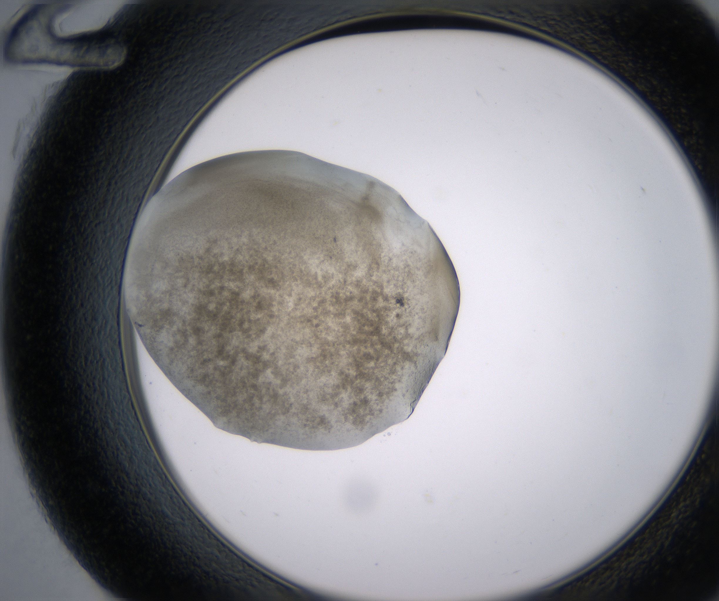 G12_HighResolution_Precipitate_2.jpg
