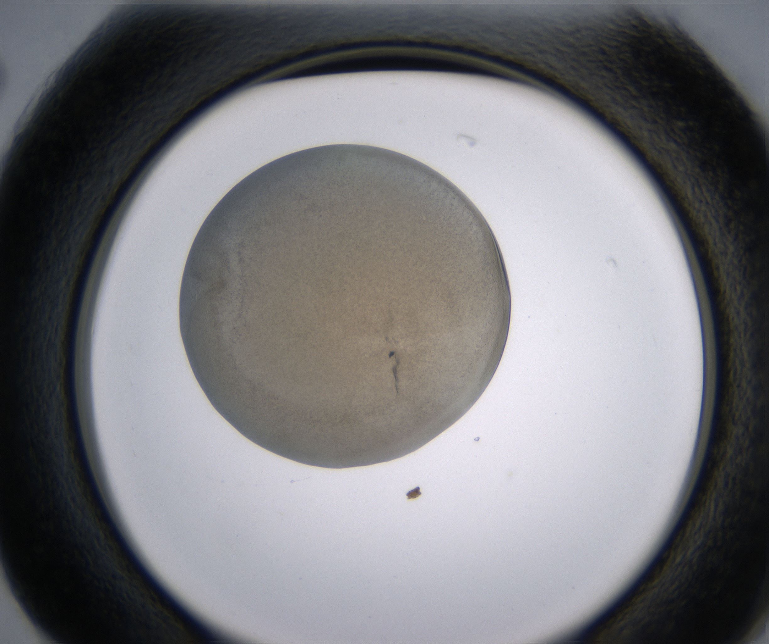 G2_HighResolution_Precipitate_2.jpg