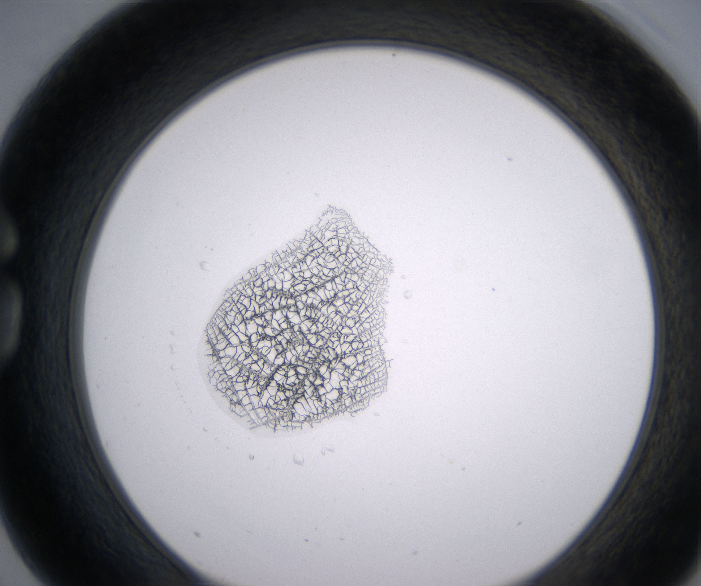 G3_HighResolution_Precipitate_1.jpg