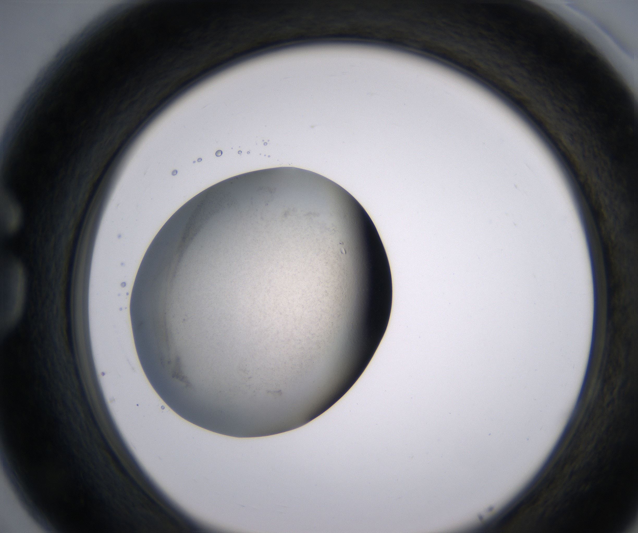 G5_HighResolution_Precipitate_1.jpg