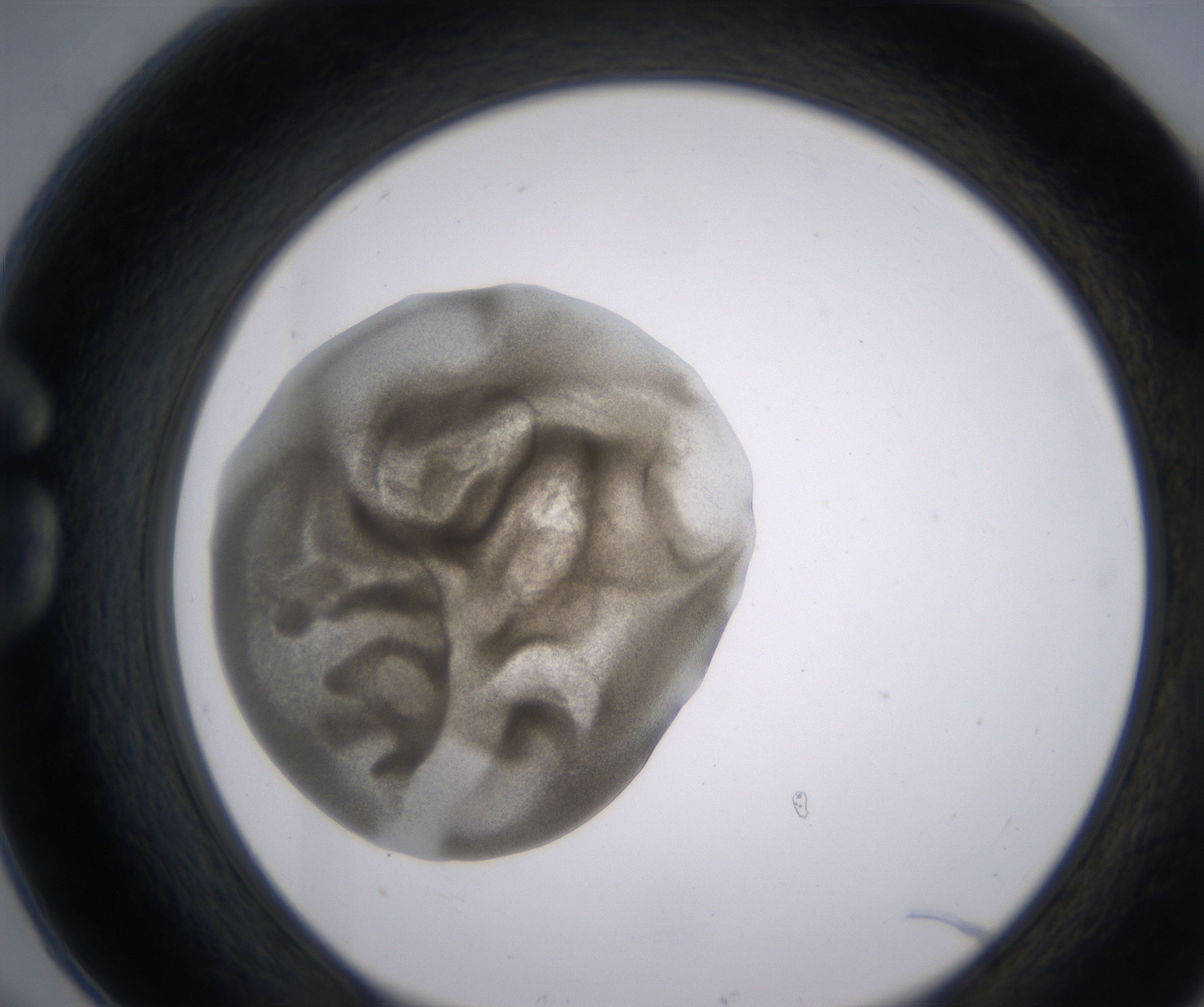 G6_HighResolution_Precipitate_1.jpg