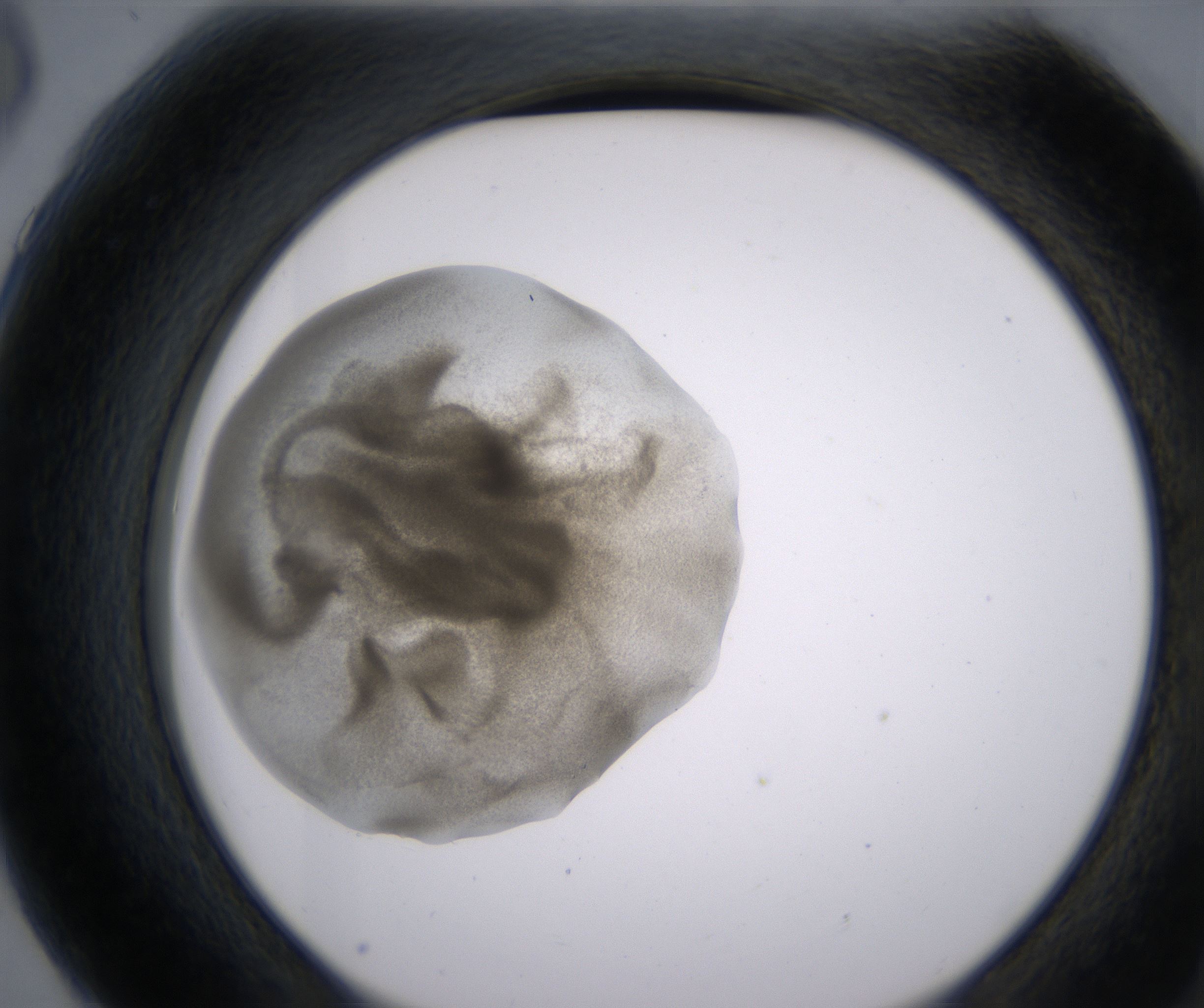 G6_HighResolution_Precipitate_2.jpg