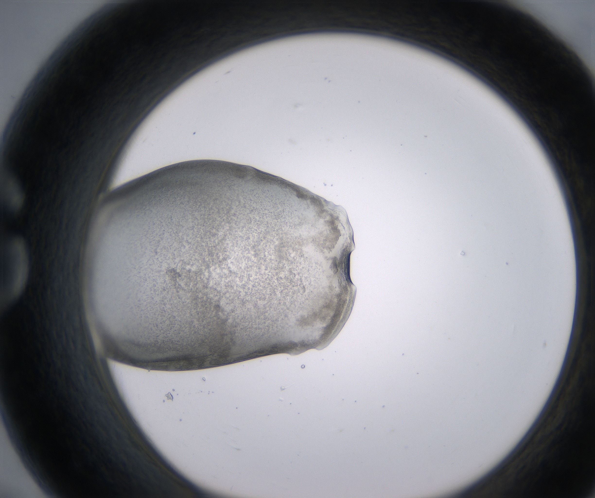 G7_HighResolution_Precipitate_1.jpg