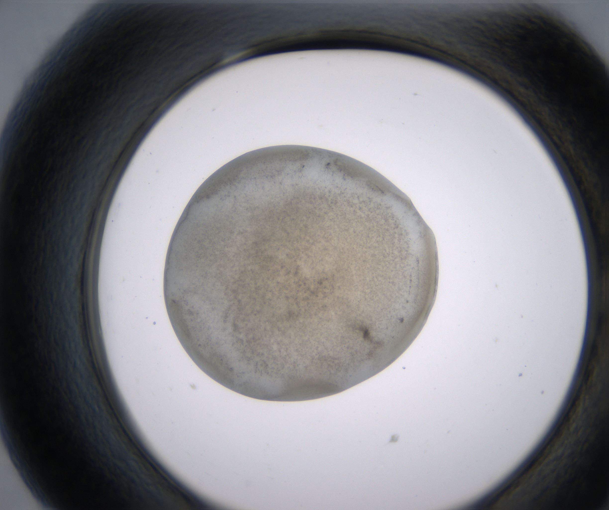 G7_HighResolution_Precipitate_2.jpg