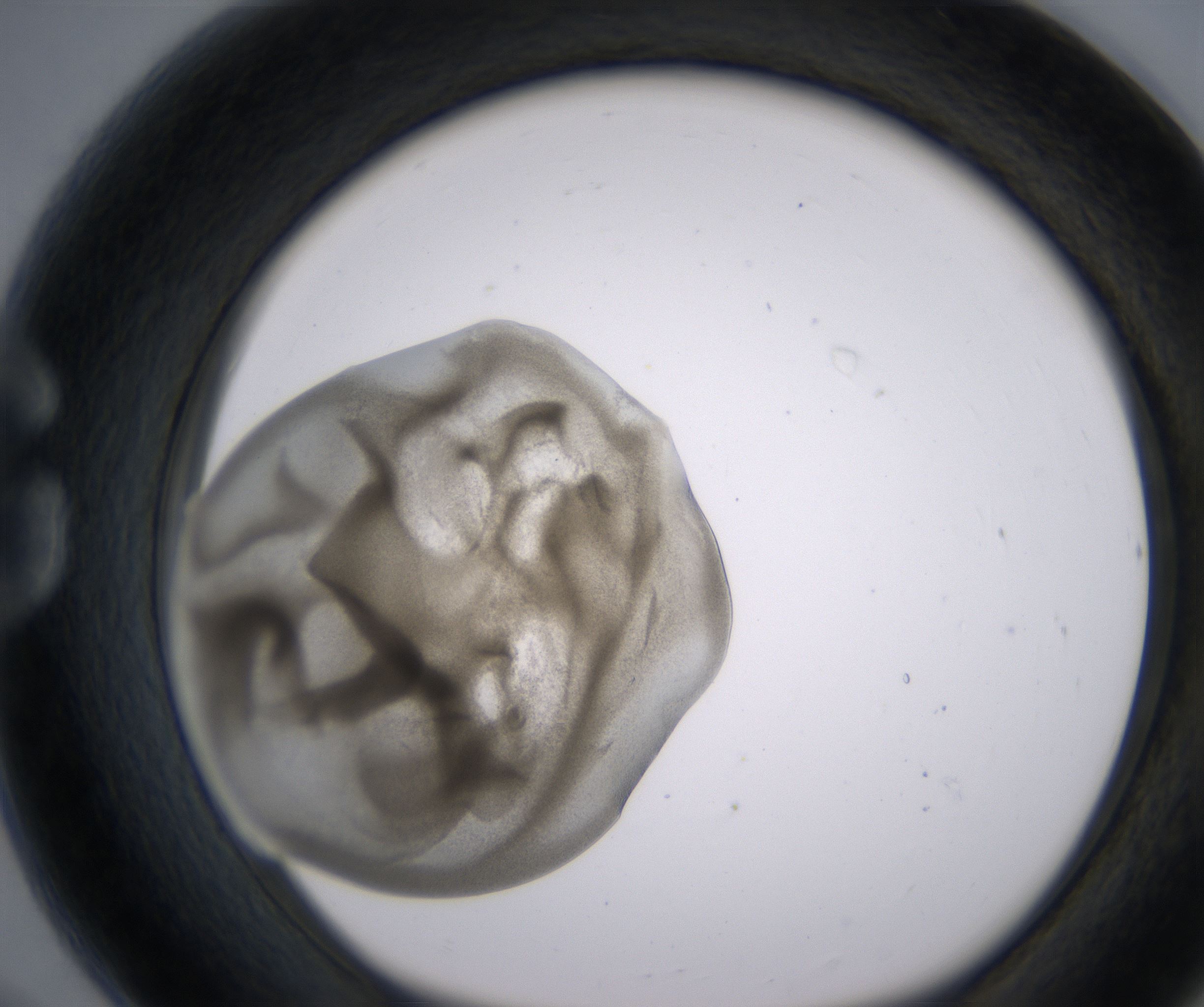 G8_HighResolution_Precipitate_1.jpg