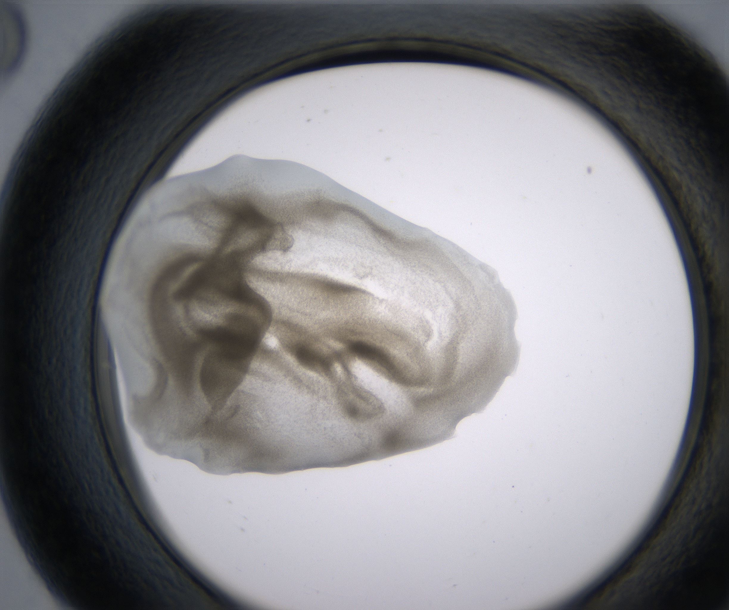 G8_HighResolution_Precipitate_2.jpg