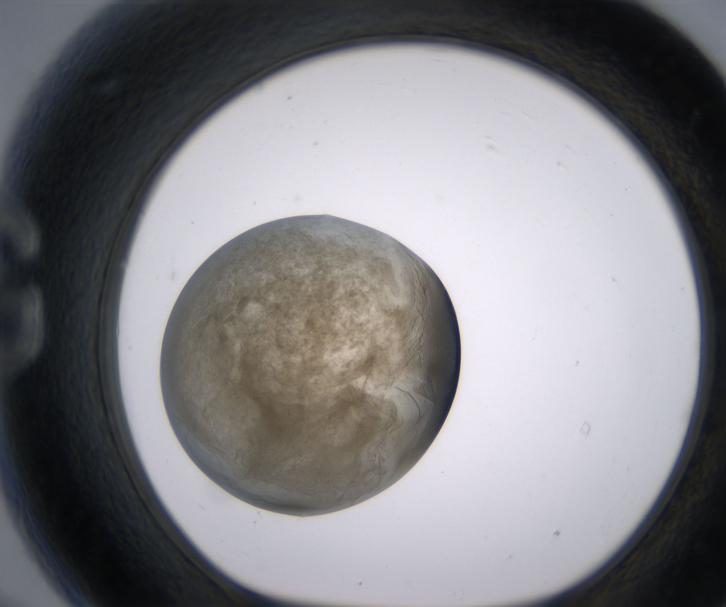 G9_HighResolution_Precipitate_1.jpg
