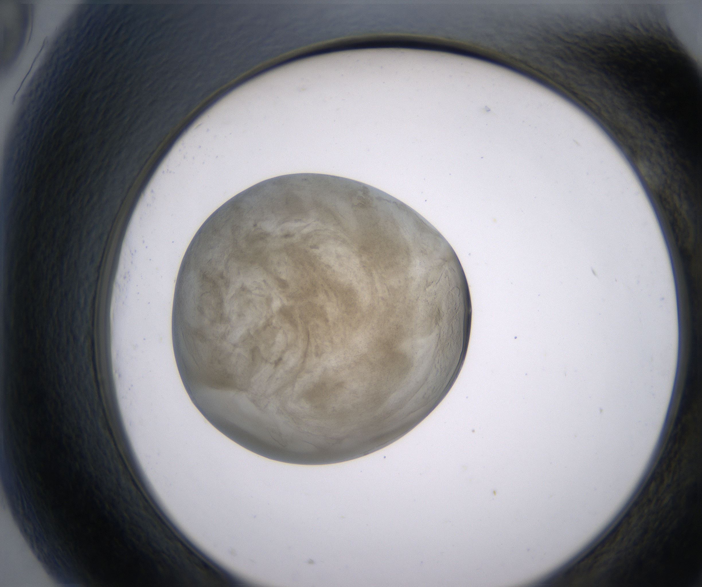 G9_HighResolution_Precipitate_2.jpg