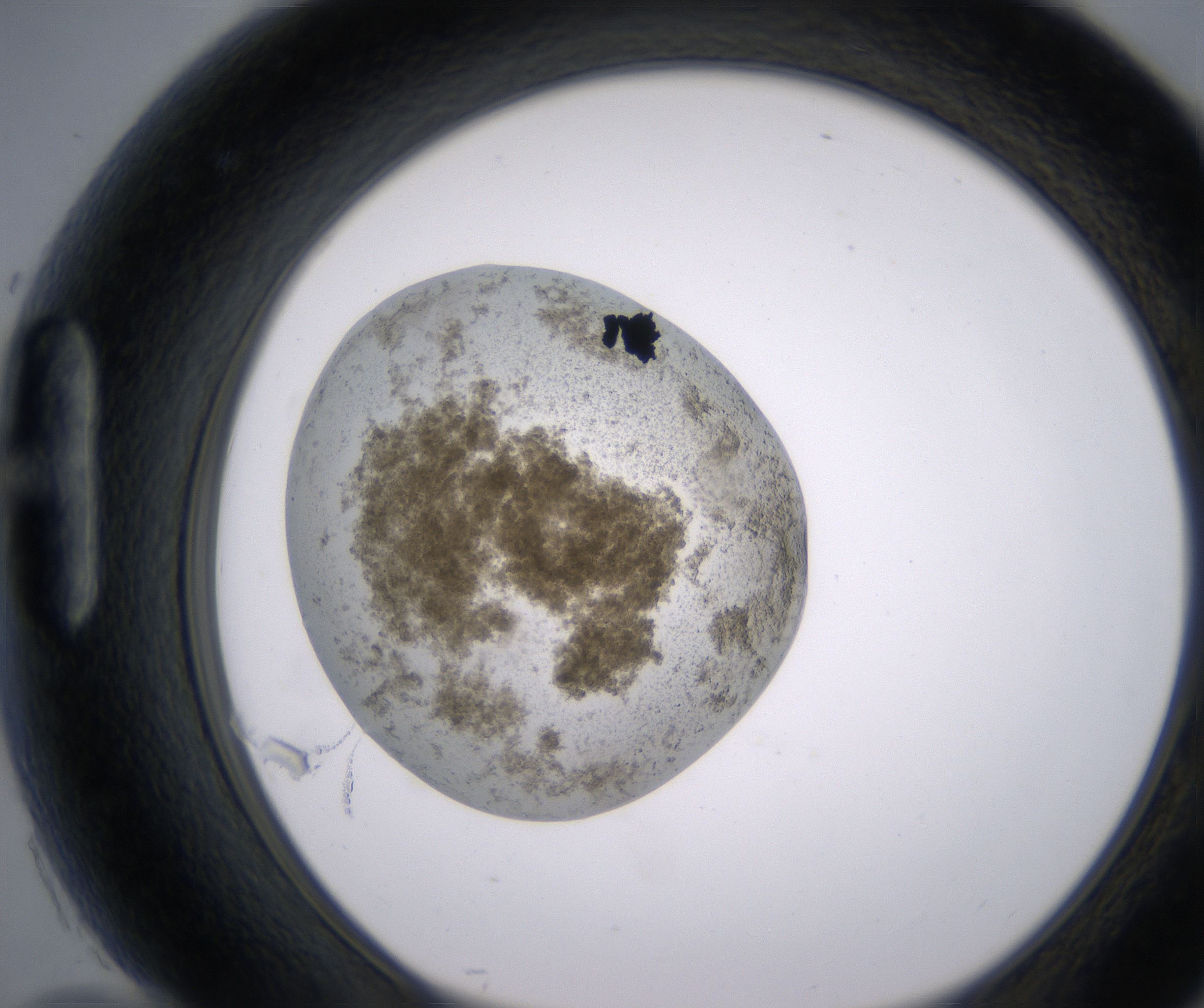 H10_HighResolution_Precipitate_1.jpg