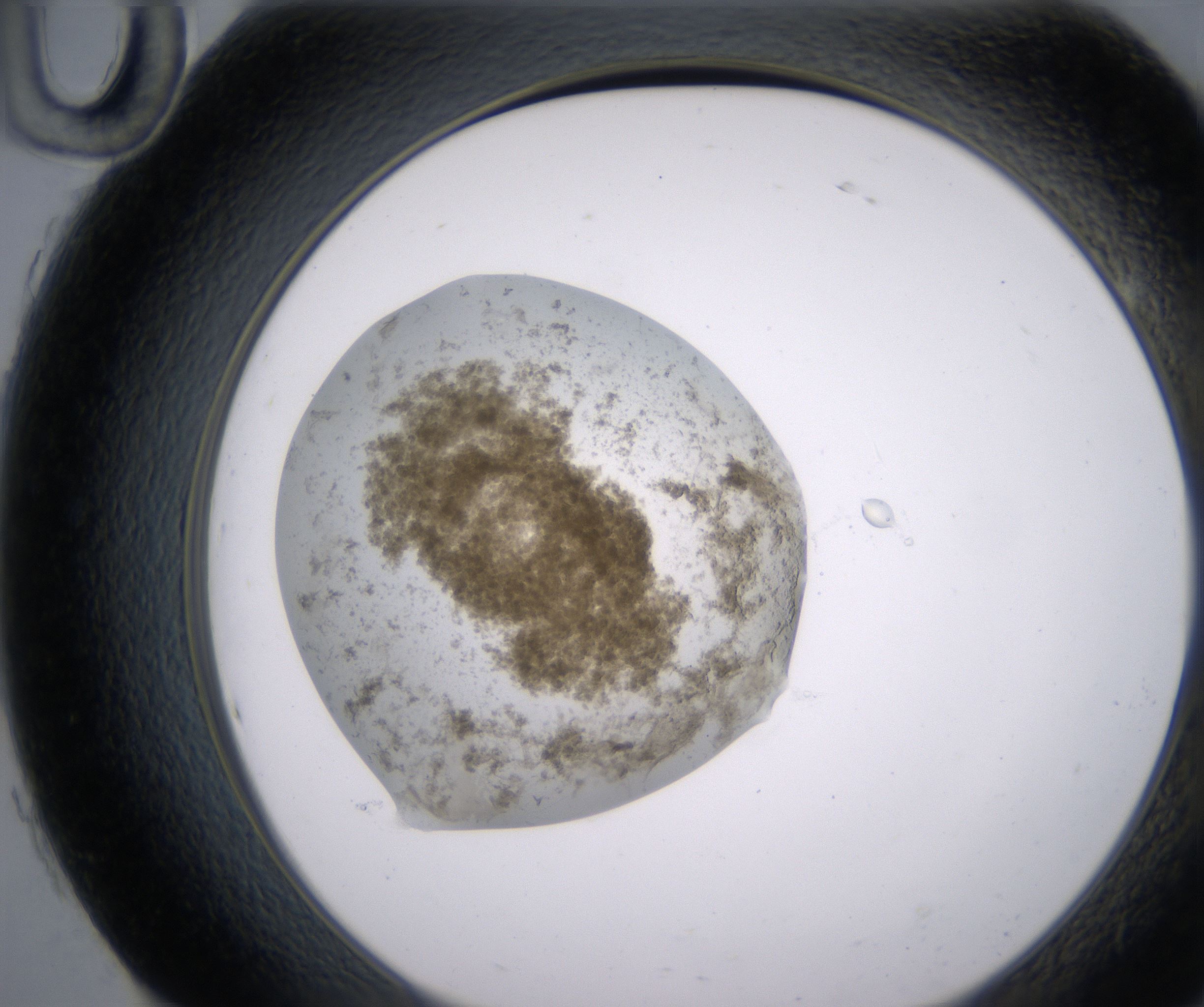 H10_HighResolution_Precipitate_2.jpg