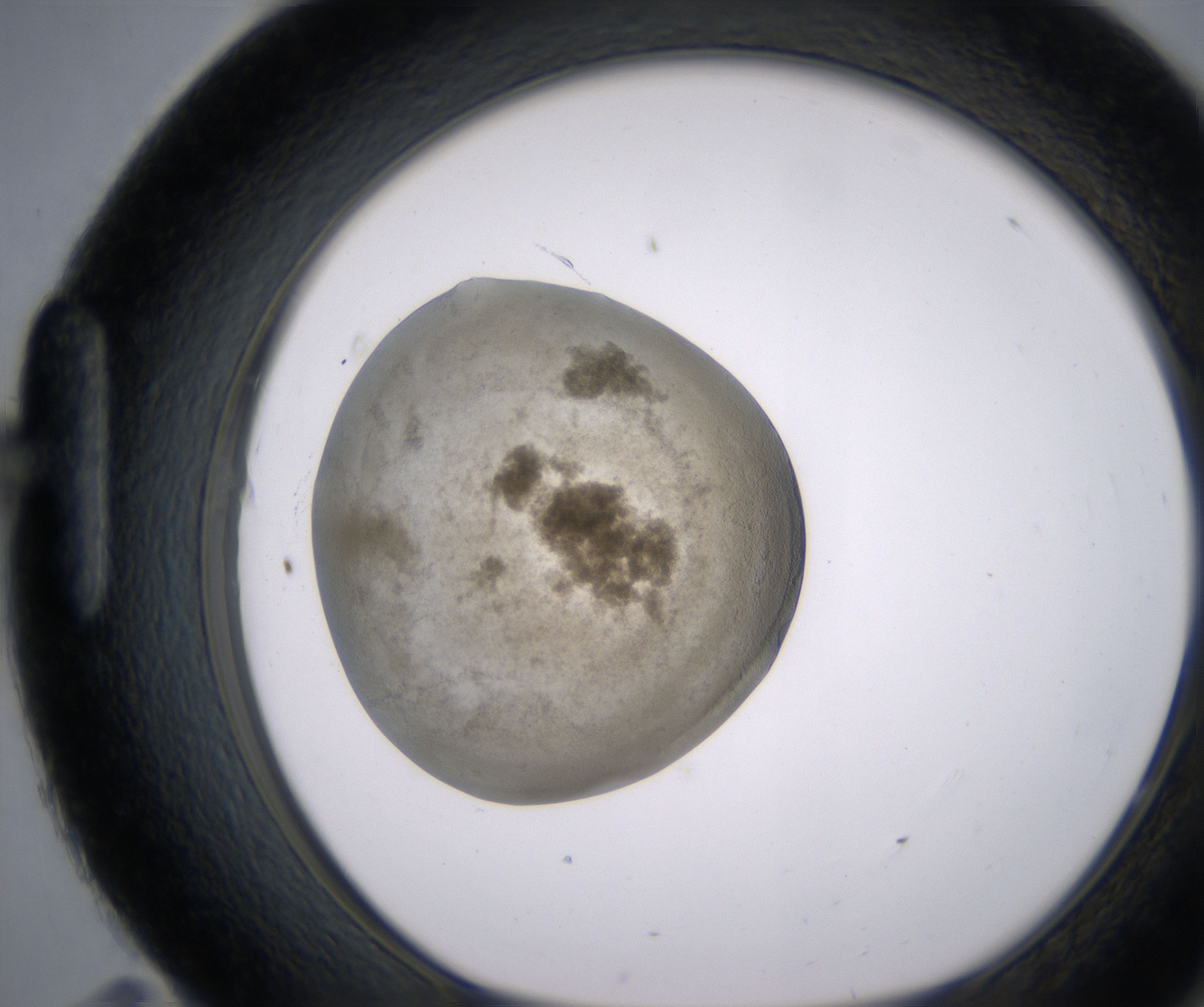 H11_HighResolution_Precipitate_1.jpg