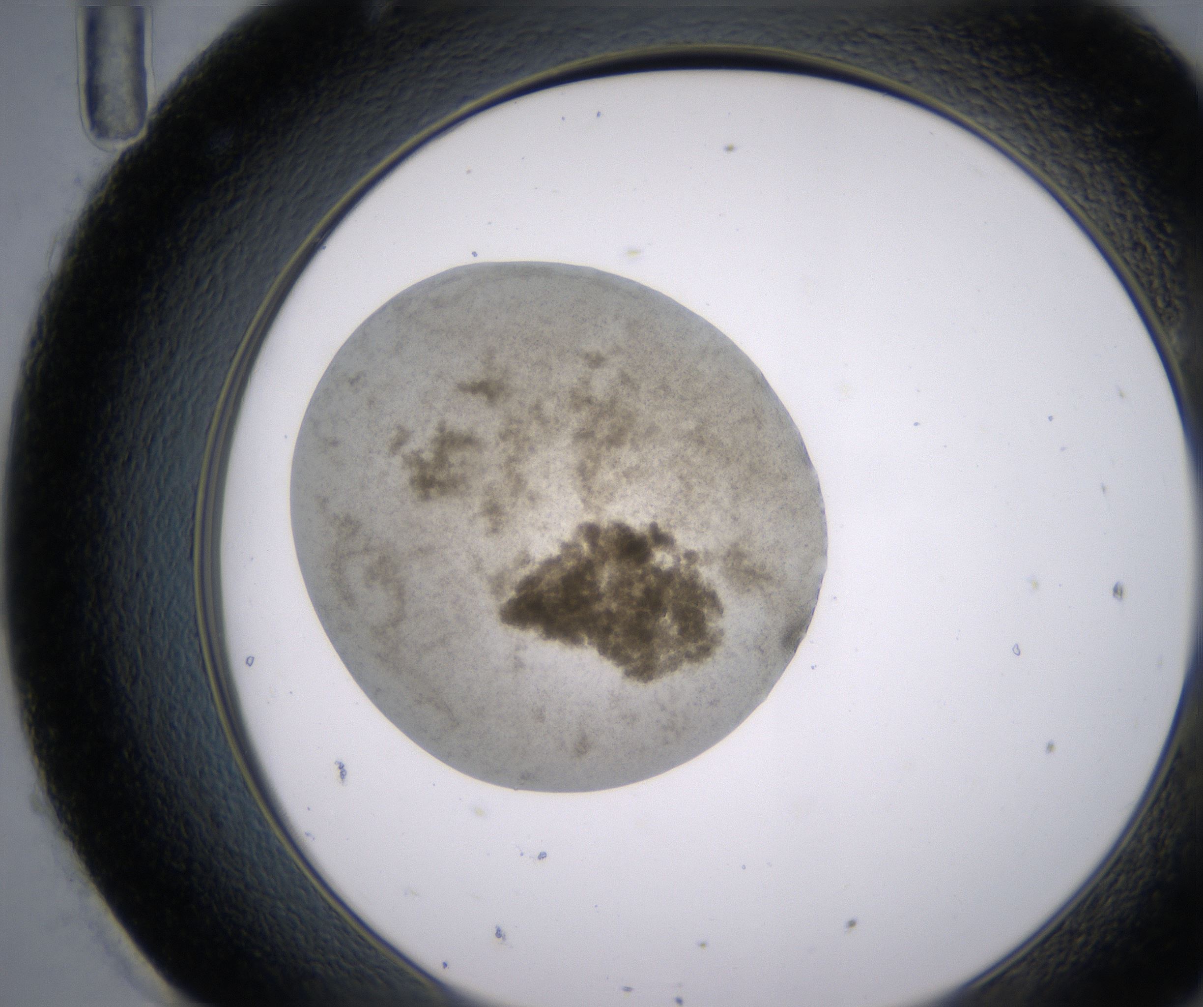 H11_HighResolution_Precipitate_2.jpg