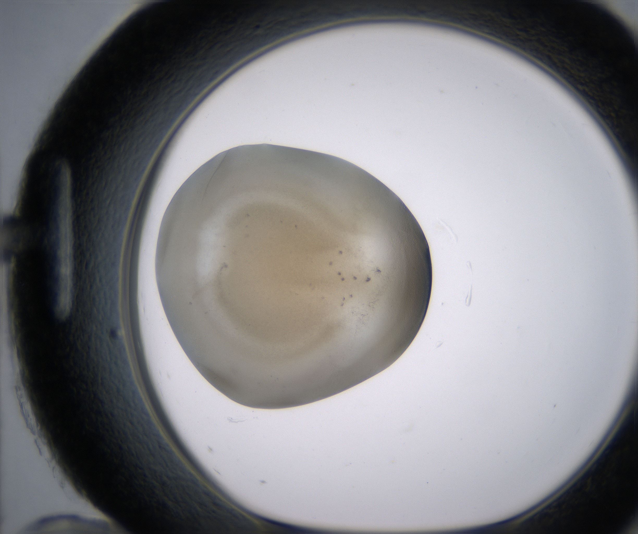 H12_HighResolution_Precipitate_1.jpg