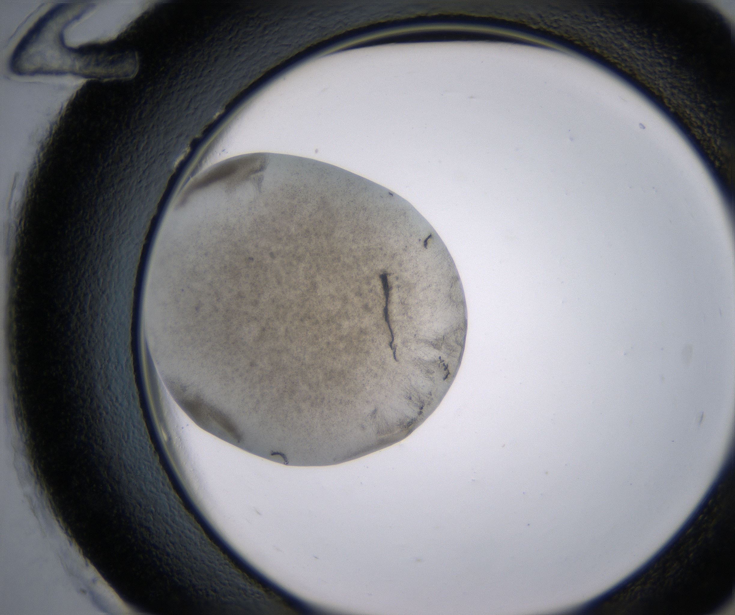H12_HighResolution_Precipitate_2.jpg