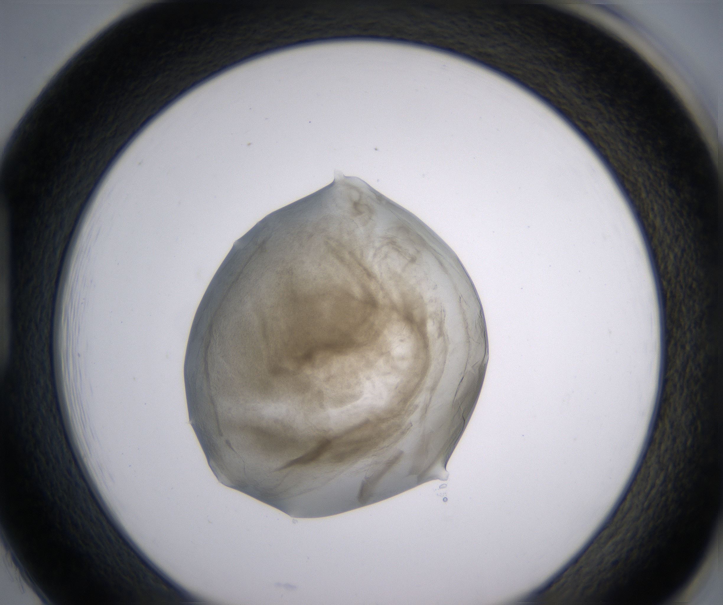 H1_HighResolution_Precipitate_1.jpg
