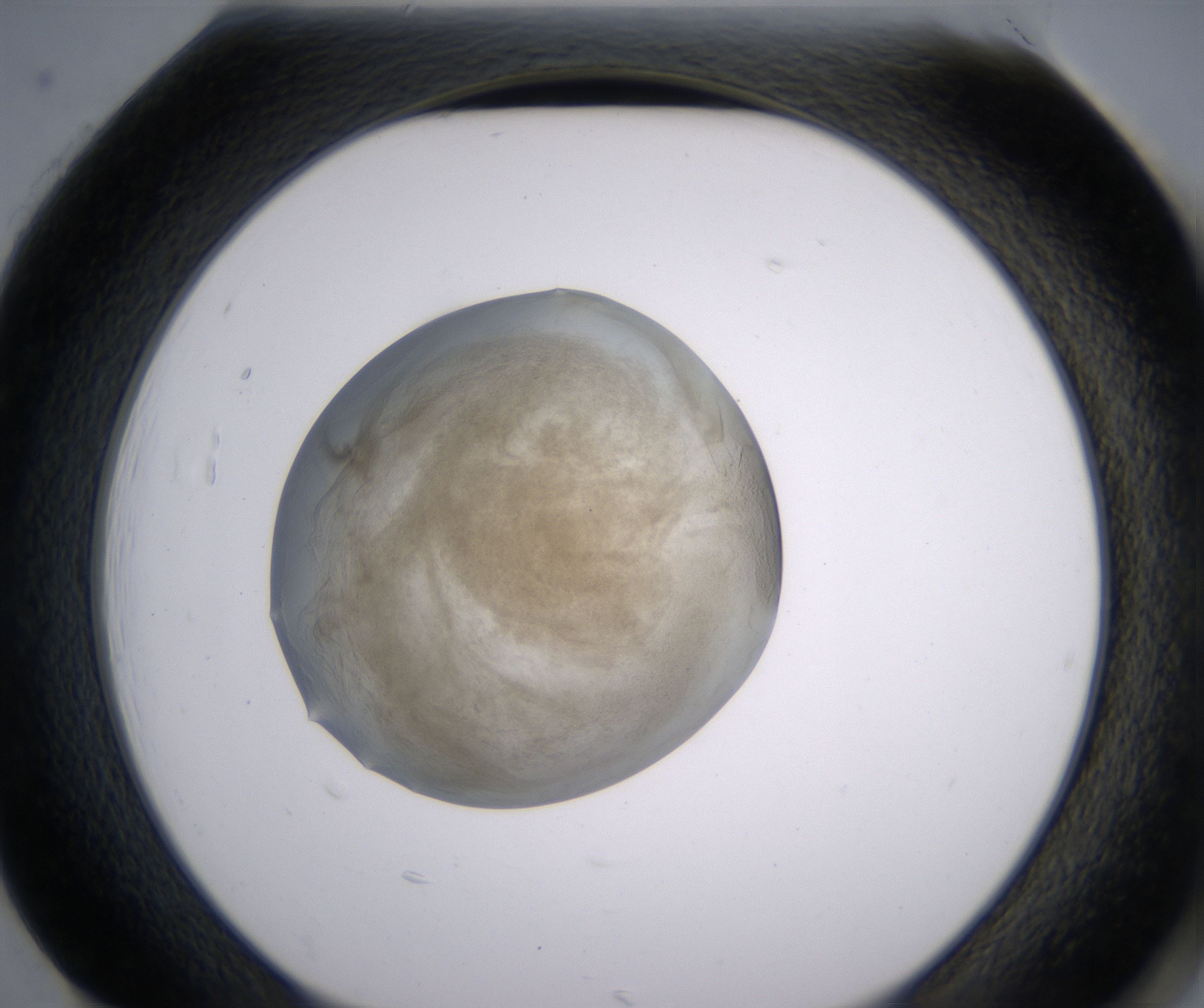 H1_HighResolution_Precipitate_2.jpg