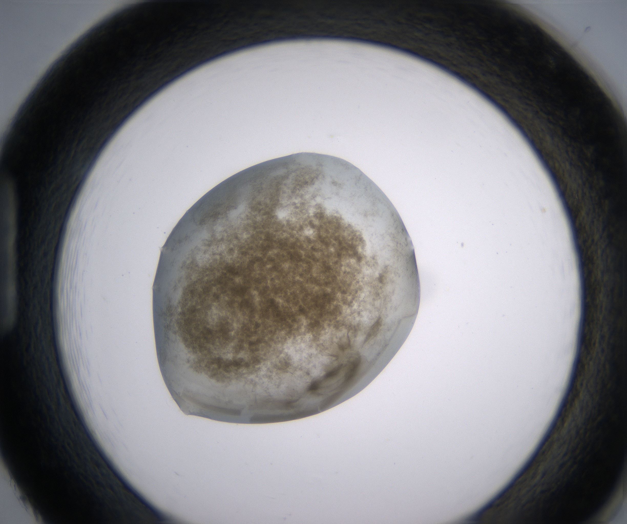 H2_HighResolution_Precipitate_1.jpg