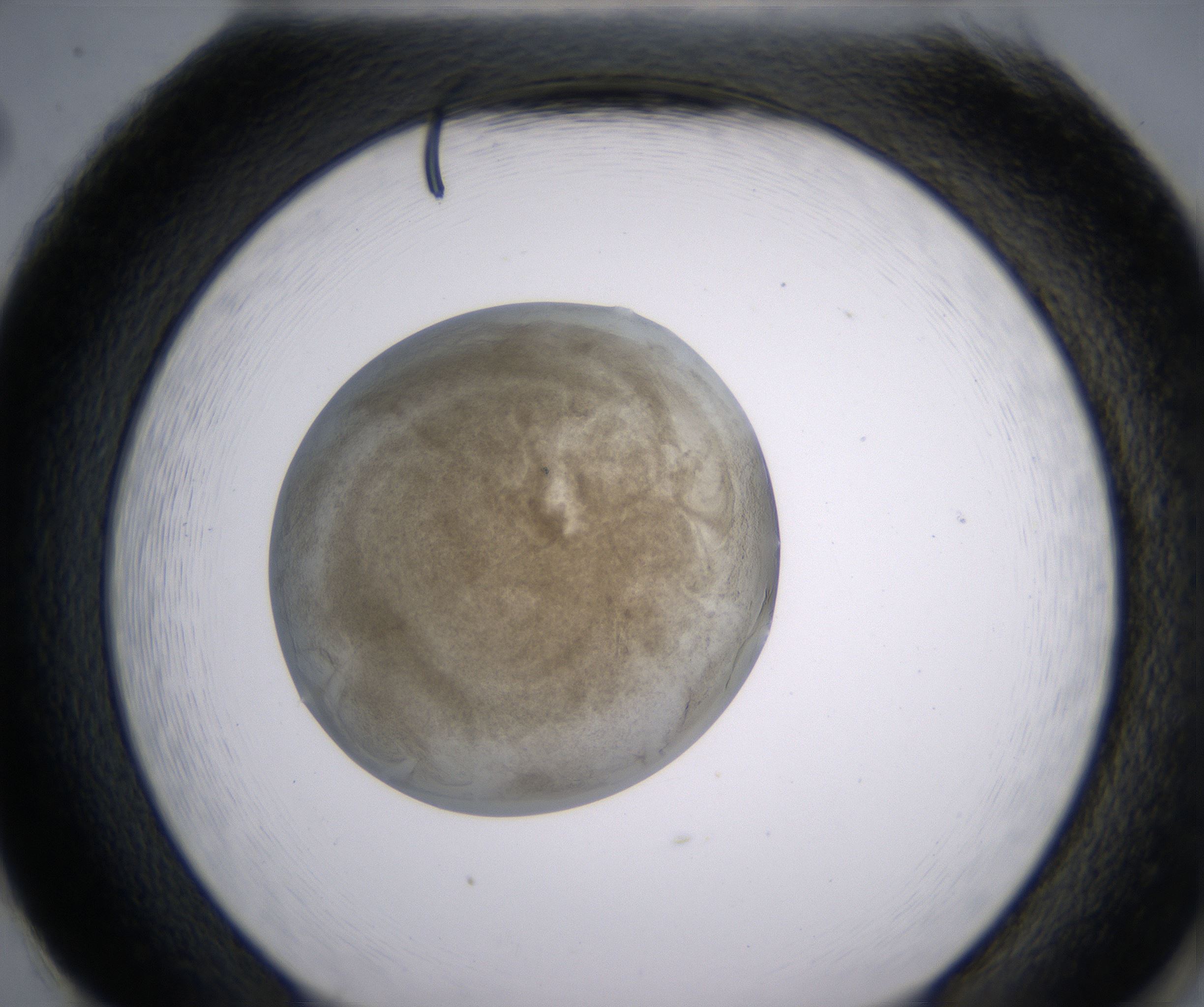 H2_HighResolution_Precipitate_2.jpg