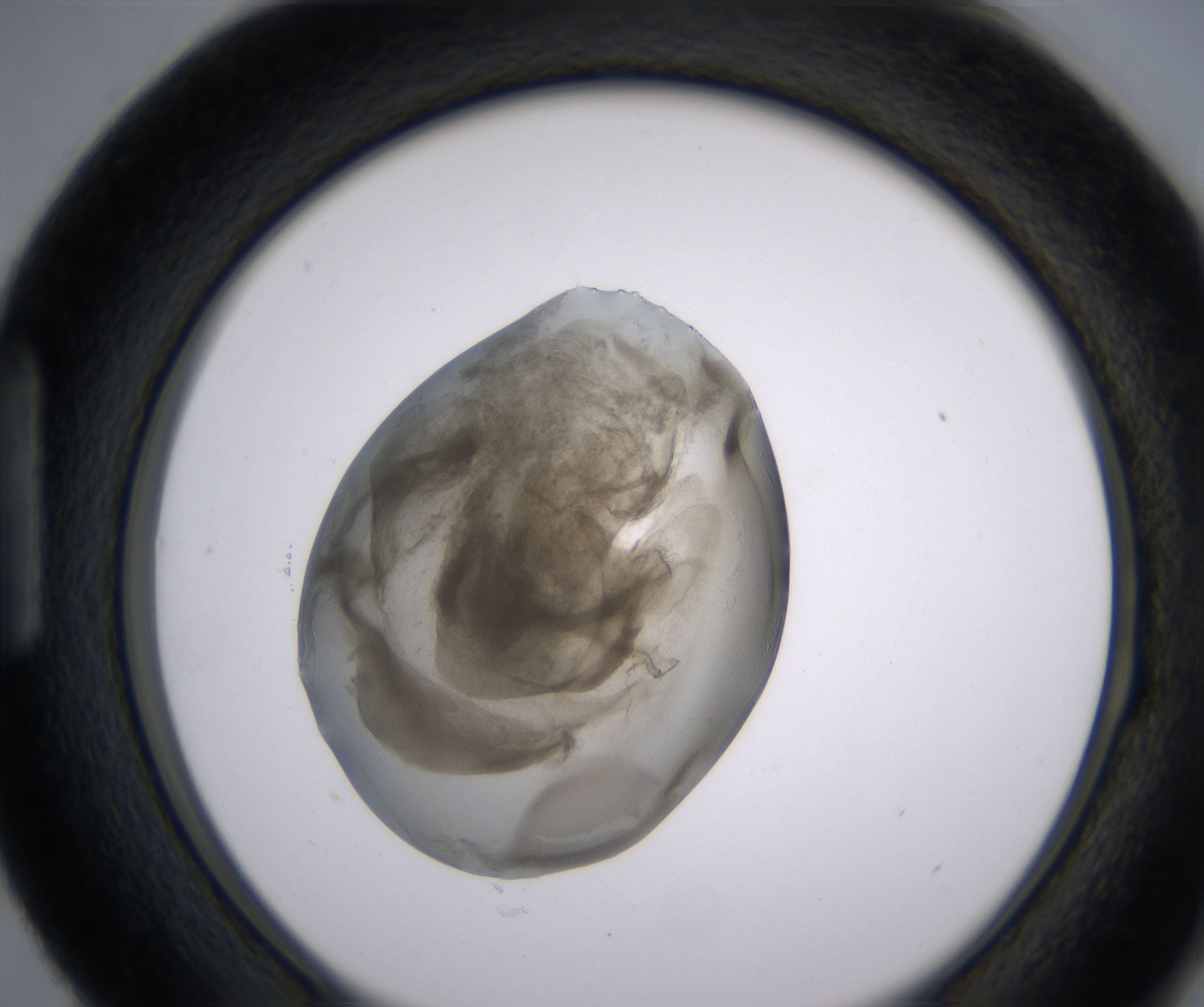 H3_HighResolution_Precipitate_1.jpg