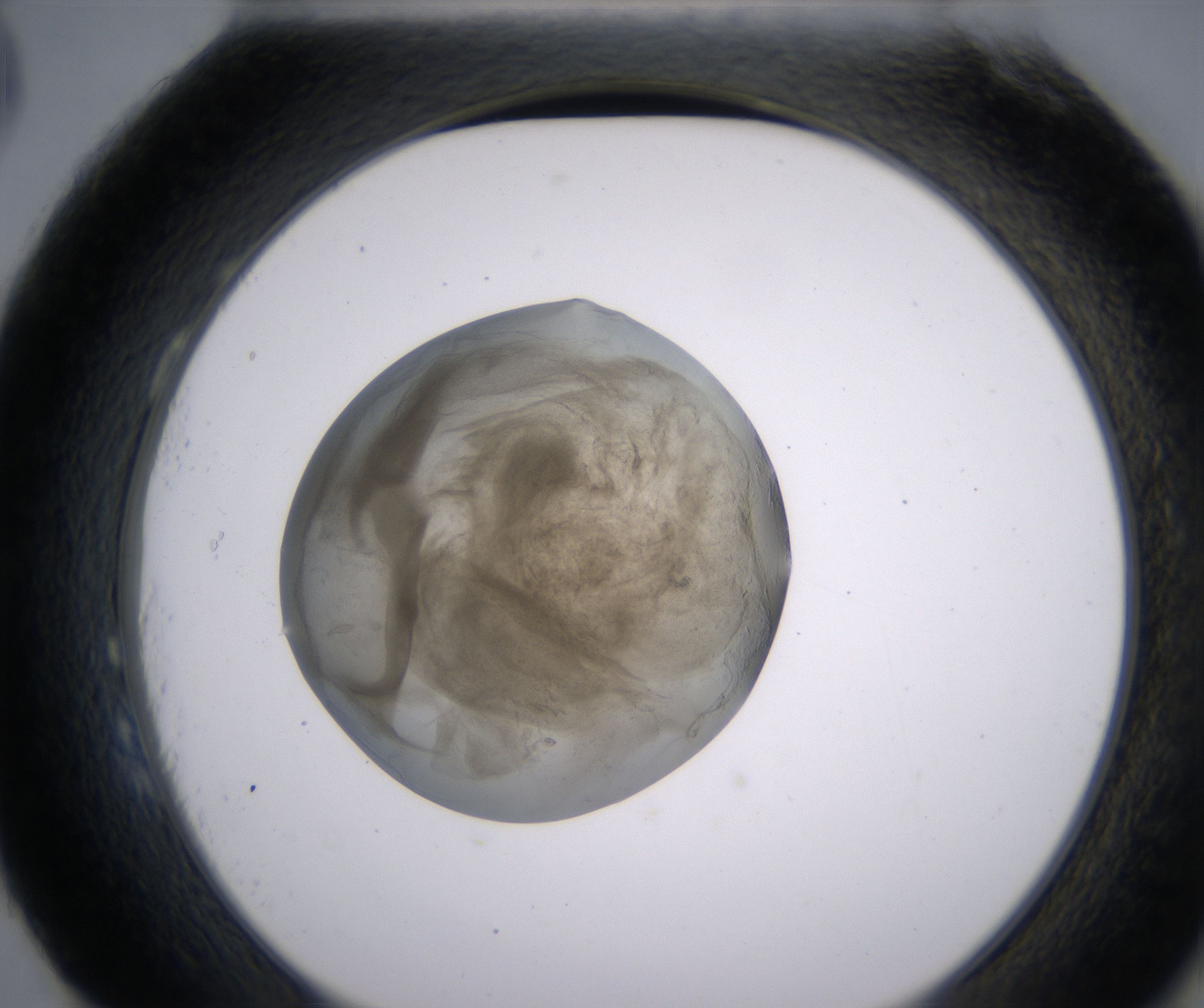 H3_HighResolution_Precipitate_2.jpg