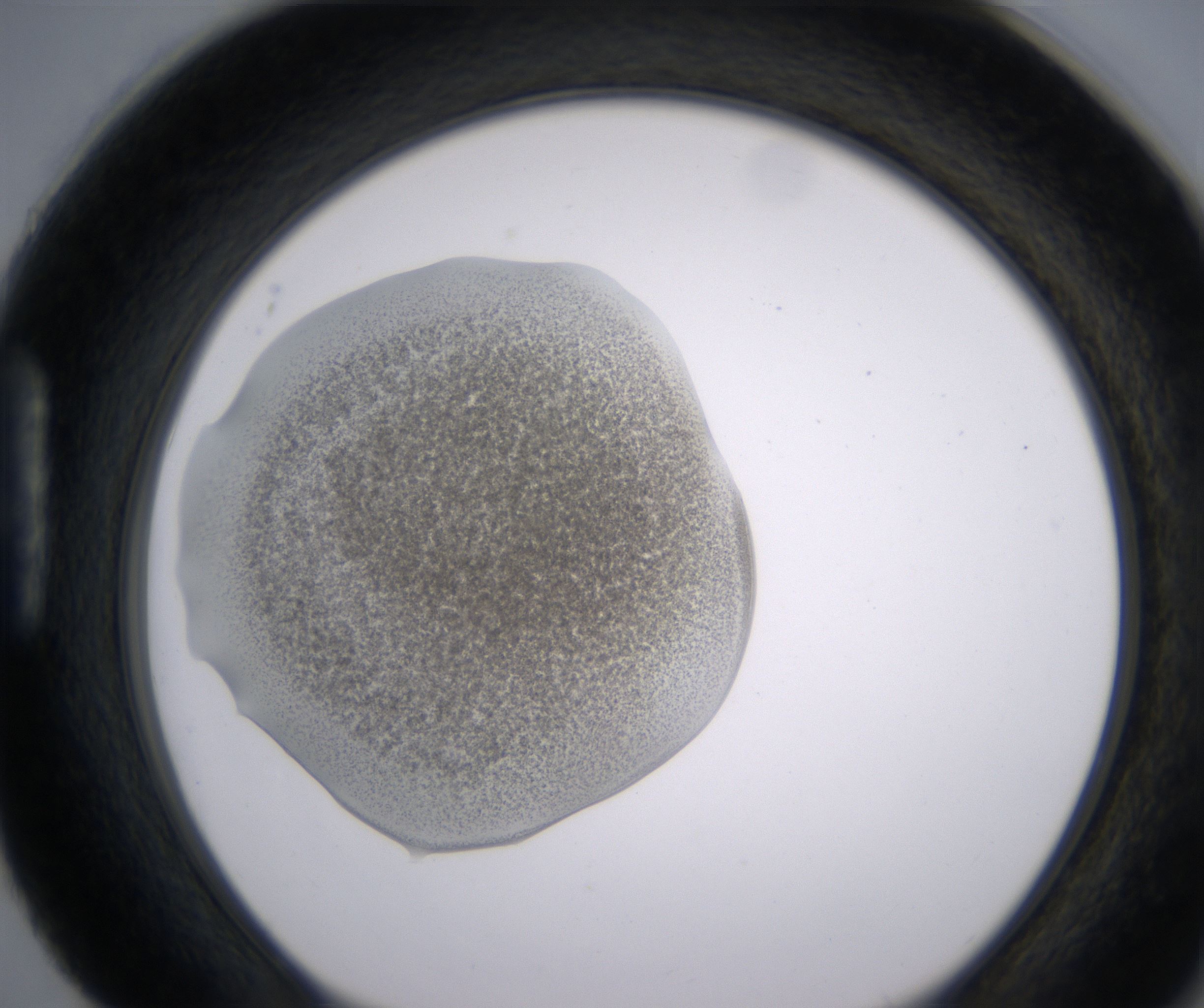 H4_HighResolution_Precipitate_1.jpg