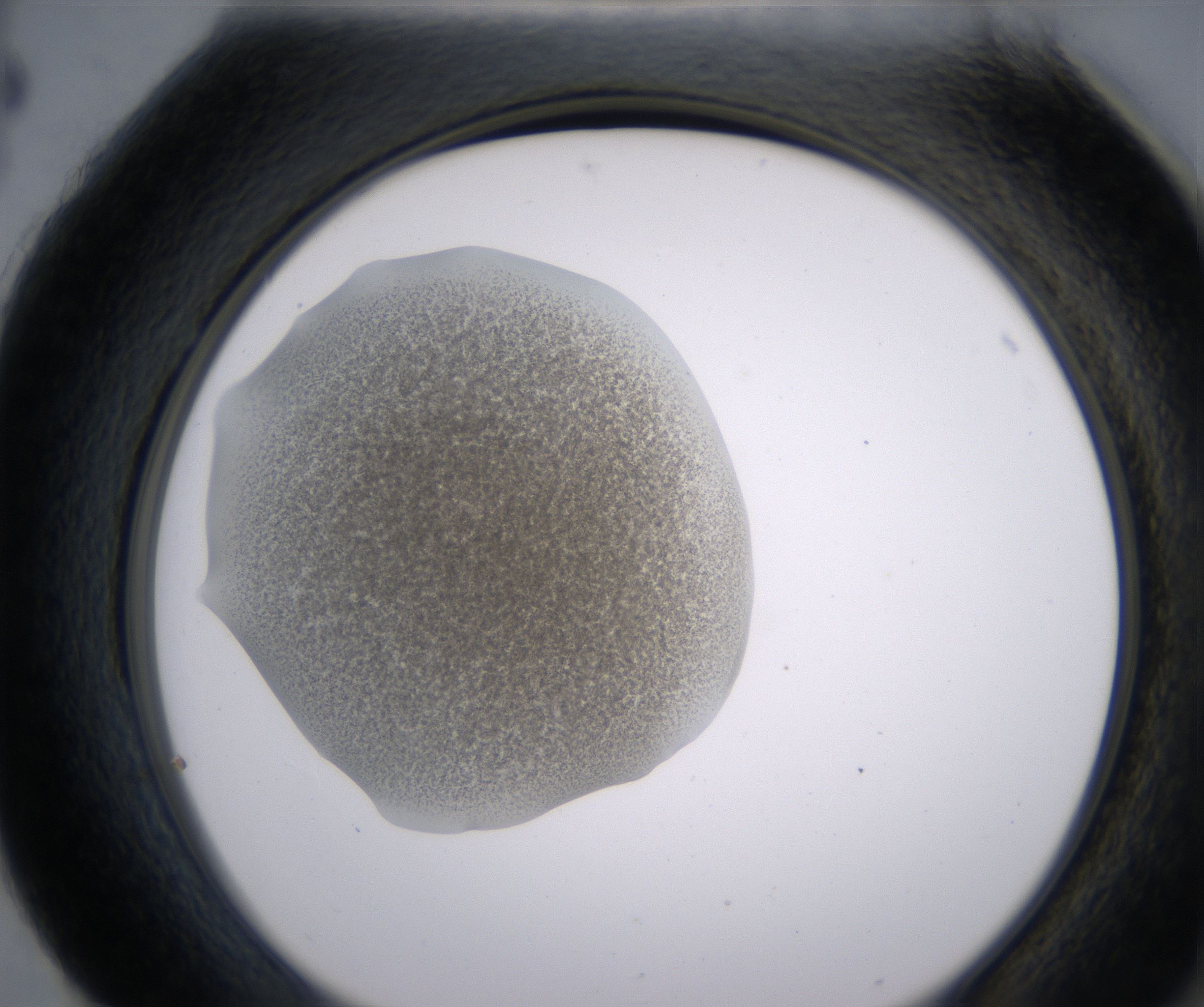 H4_HighResolution_Precipitate_2.jpg