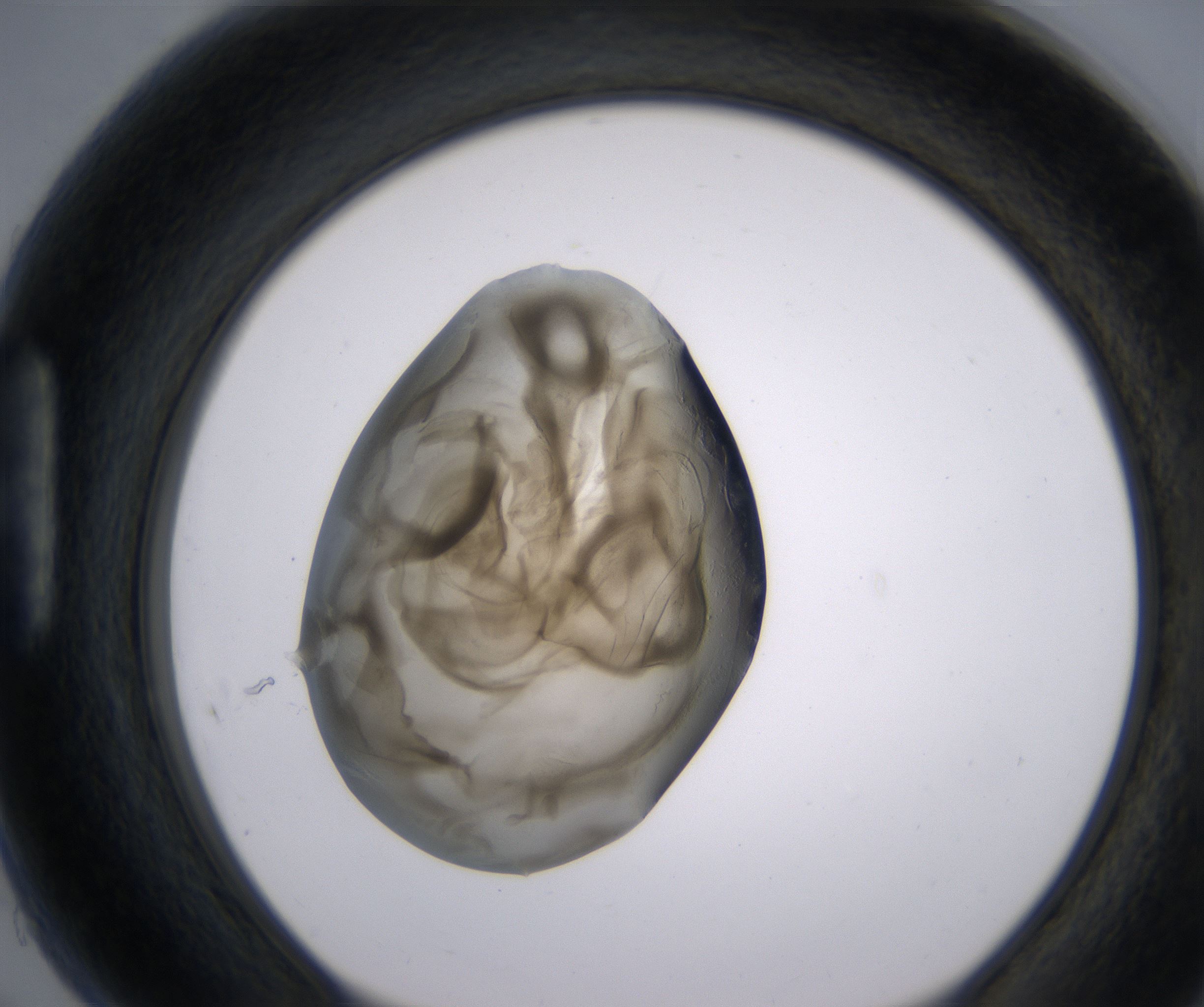 H5_HighResolution_Precipitate_1.jpg
