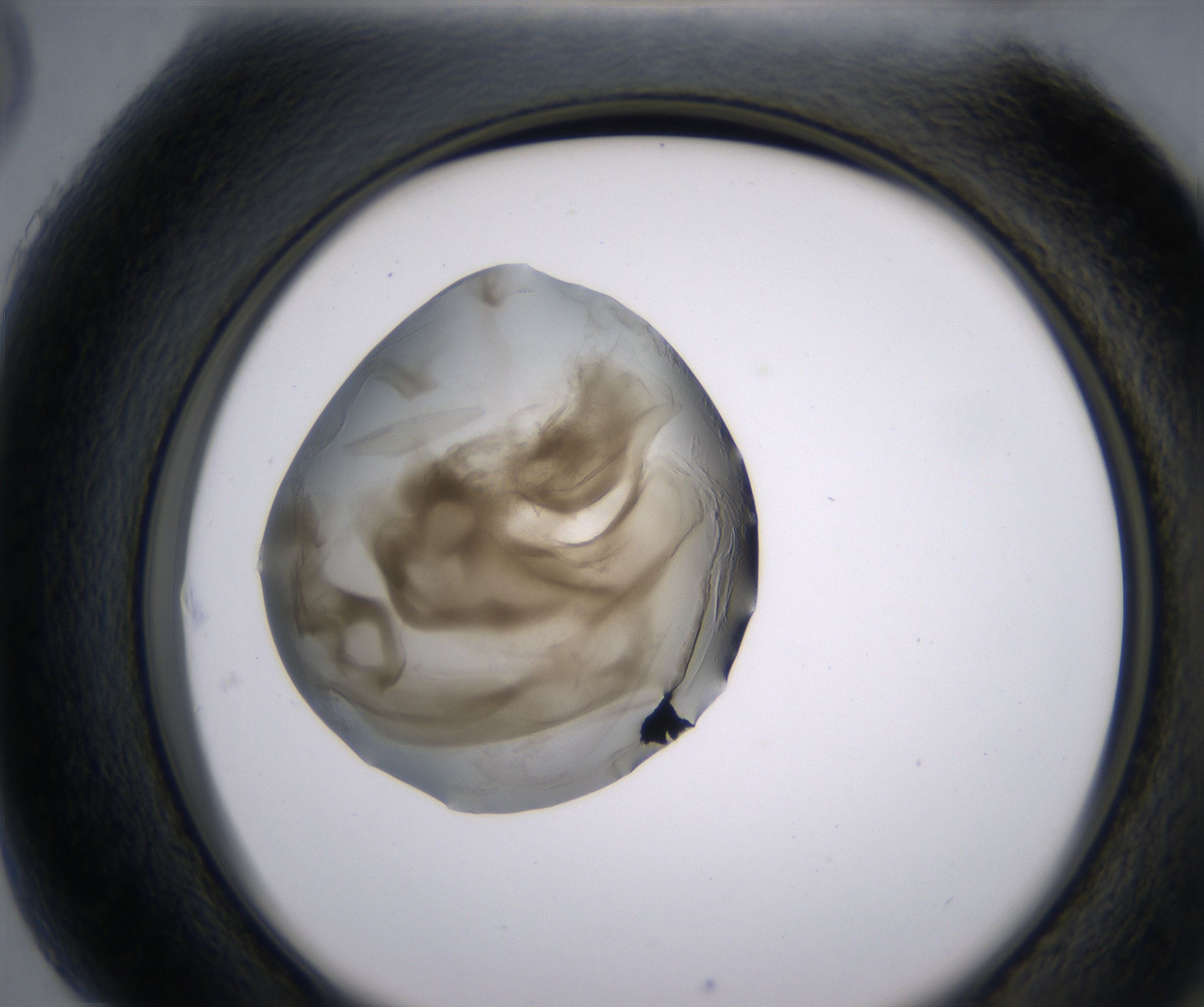H5_HighResolution_Precipitate_2.jpg