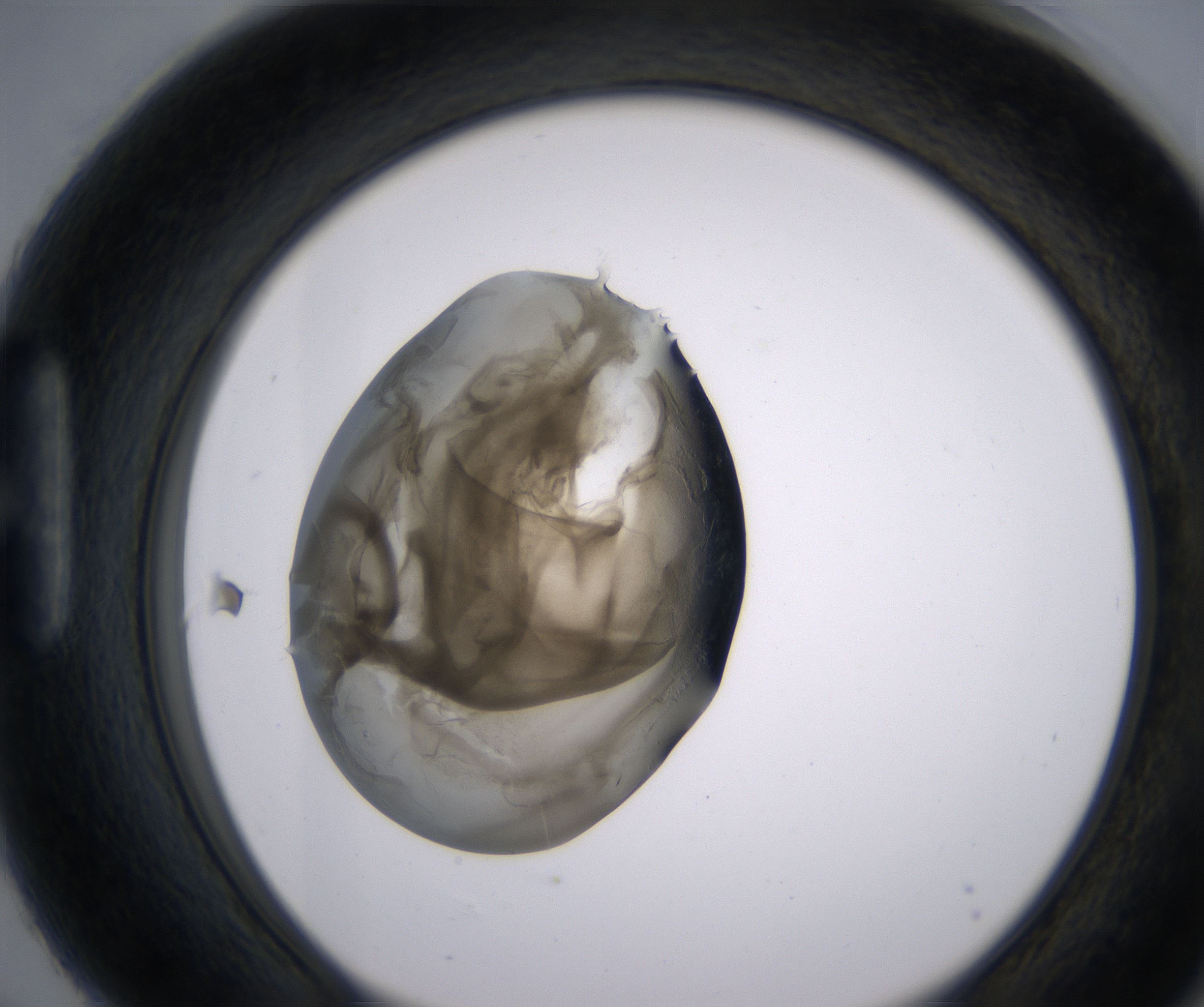 H6_HighResolution_Precipitate_1.jpg