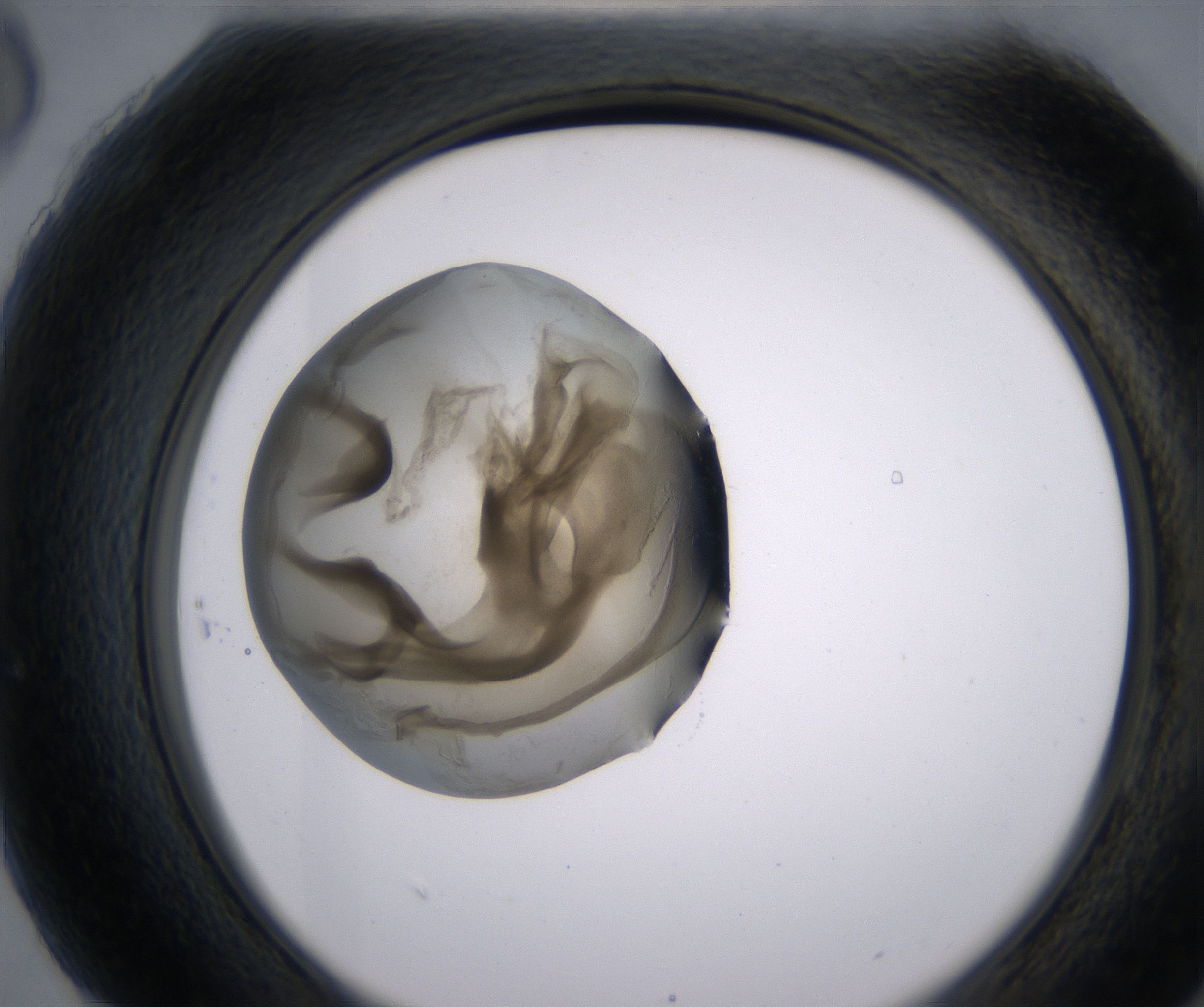 H6_HighResolution_Precipitate_2.jpg